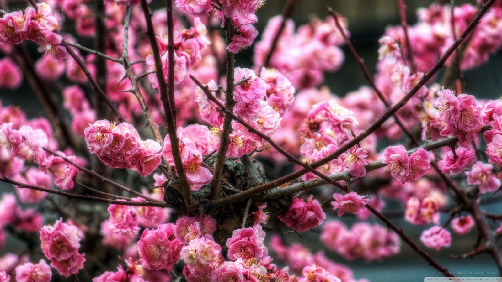 Pink cherry blossoms in bloom