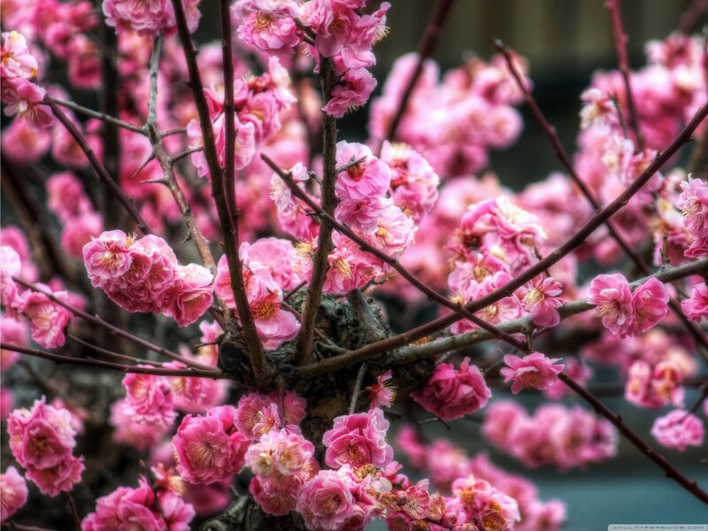 Pink cherry blossoms in bloom