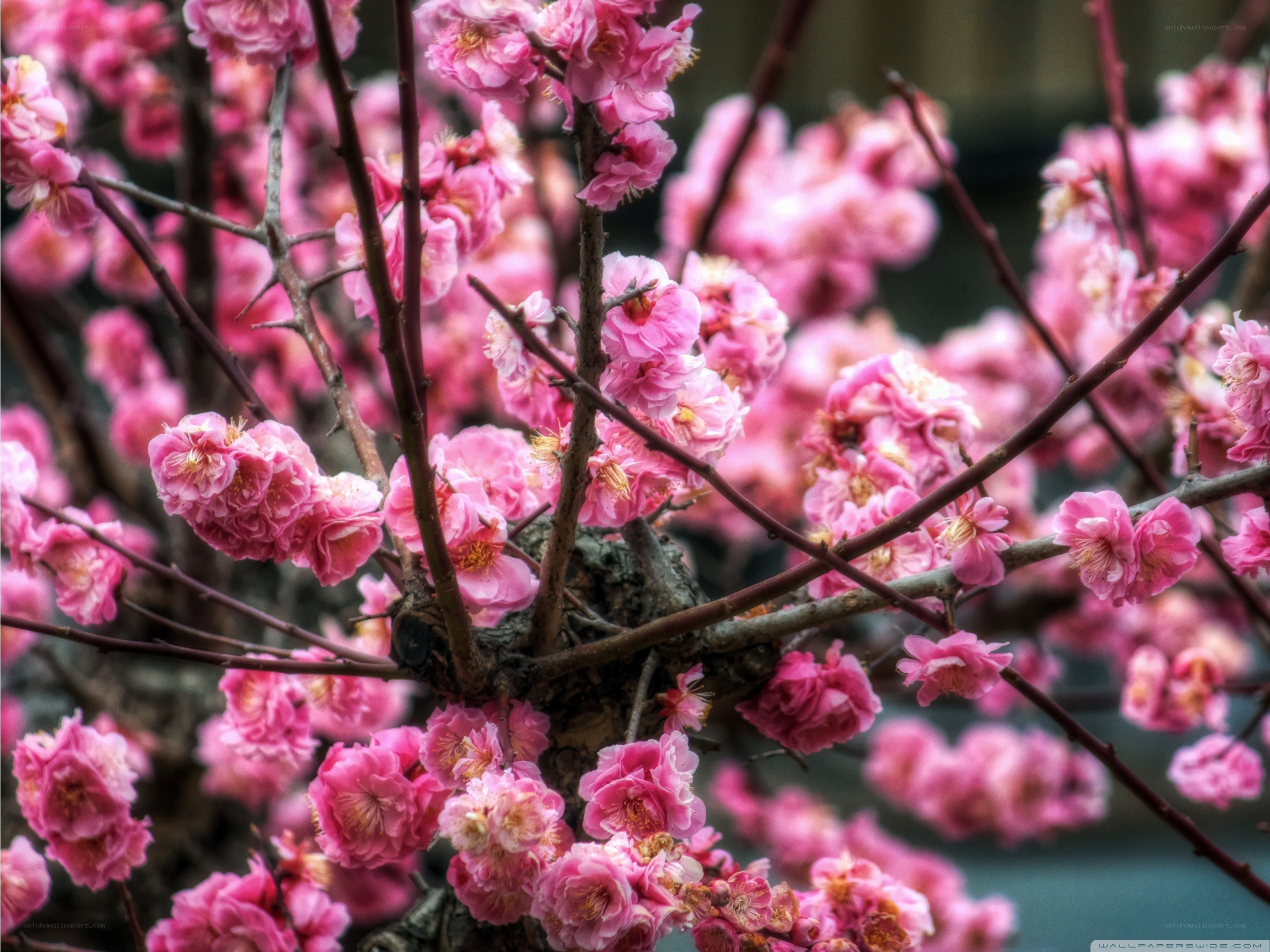 Pink cherry blossoms in bloom