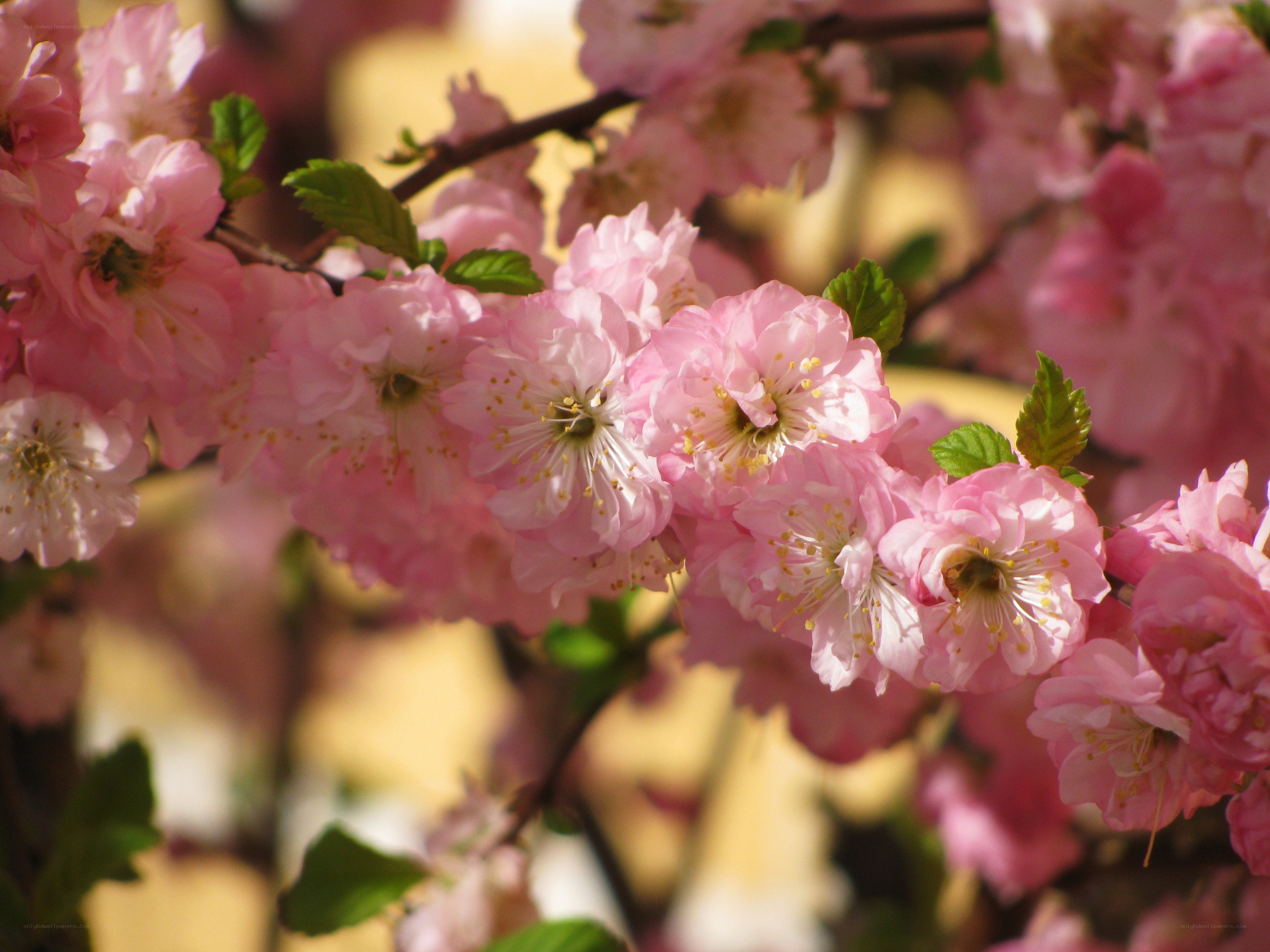 Pink cherry blossoms in bloom