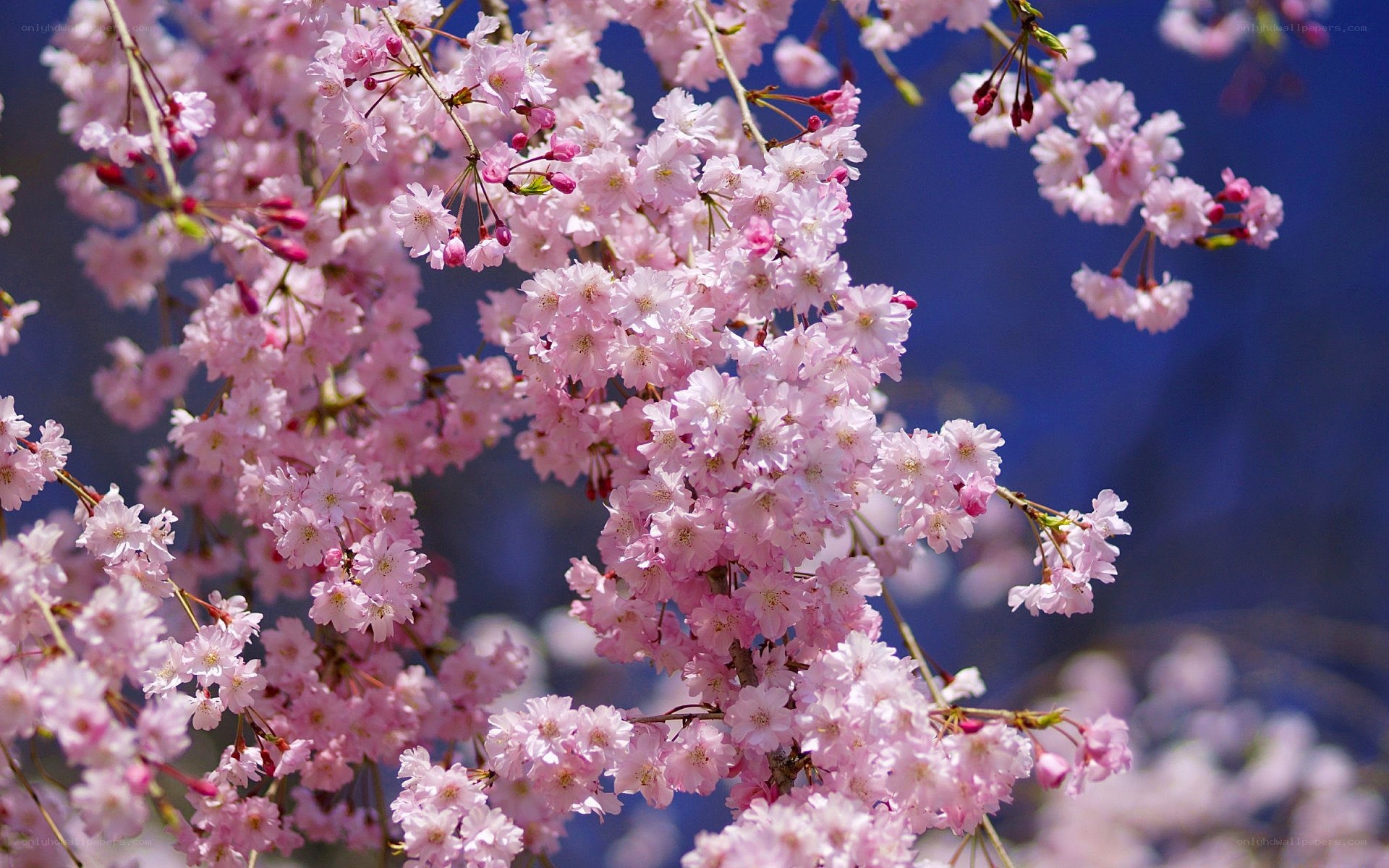 Pink cherry blossoms in bloom