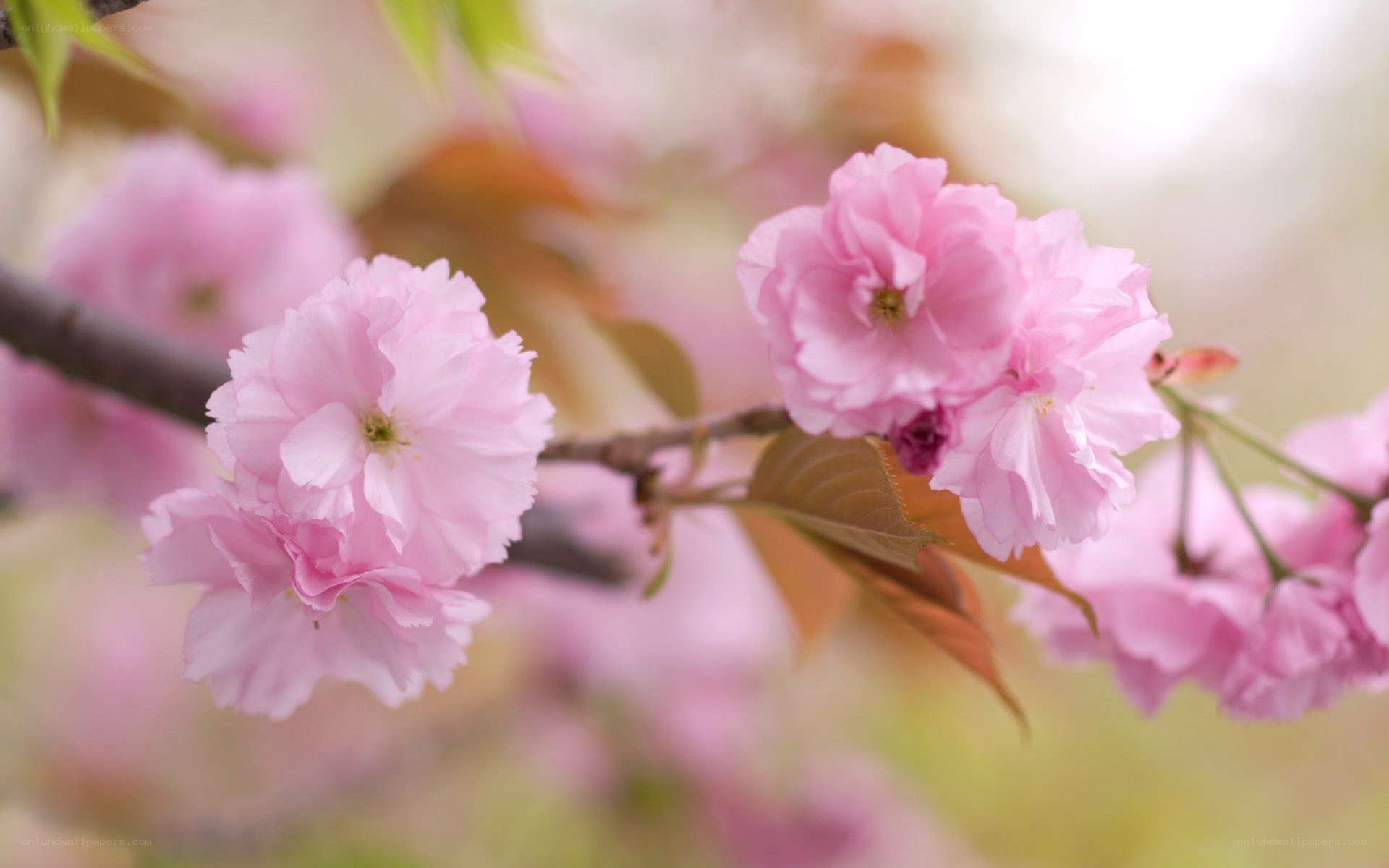 Pink cherry blossoms in bloom