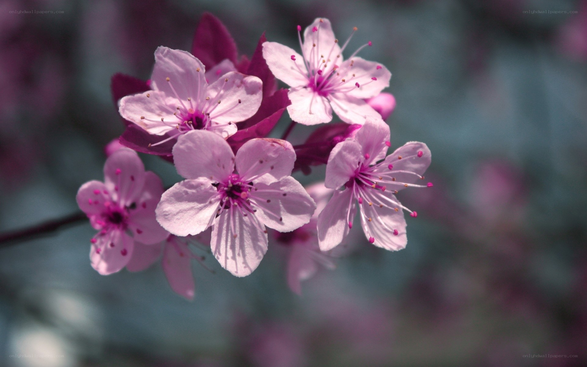 Pink cherry blossoms in bloom