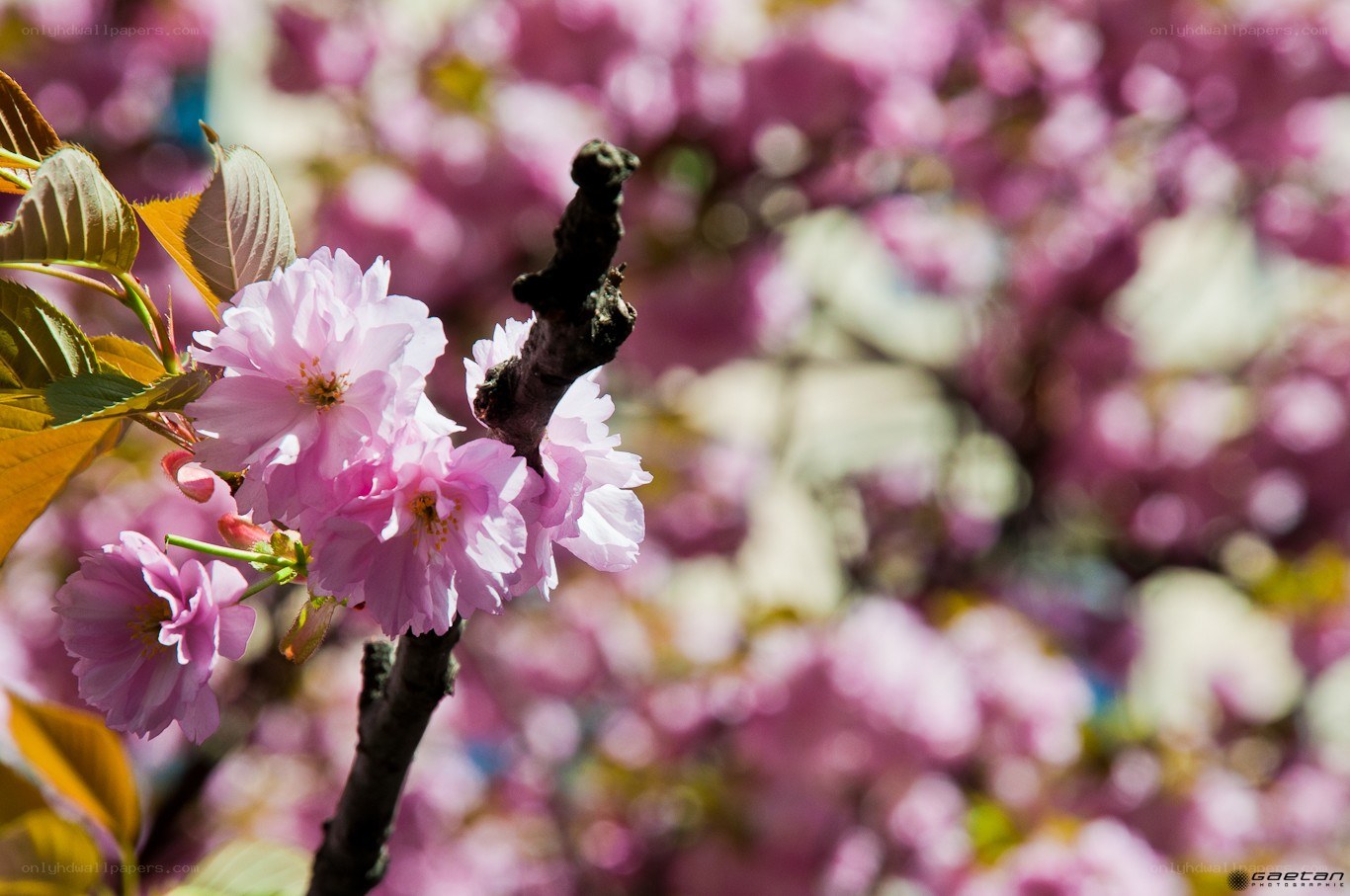 Pink cherry blossoms in bloom