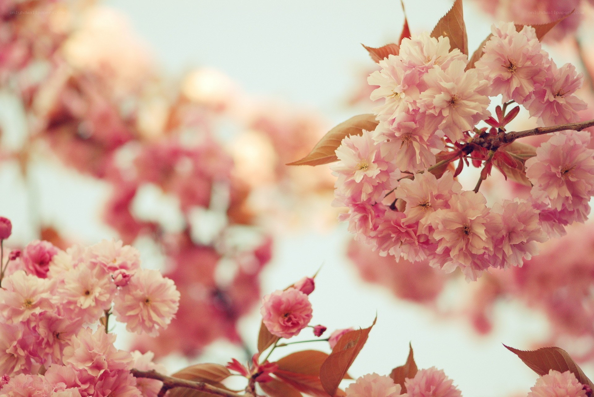 Pink cherry blossoms in bloom