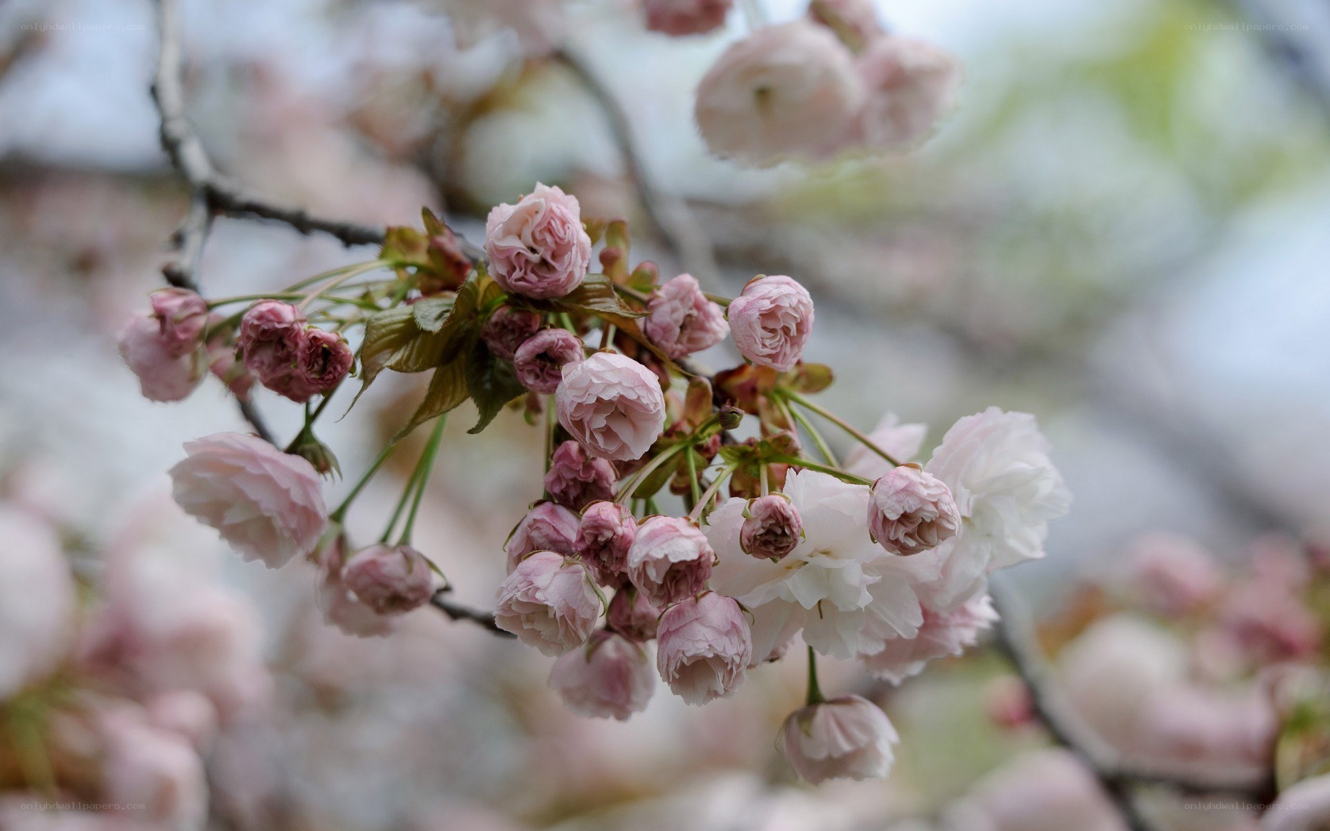 Pink cherry blossoms in bloom