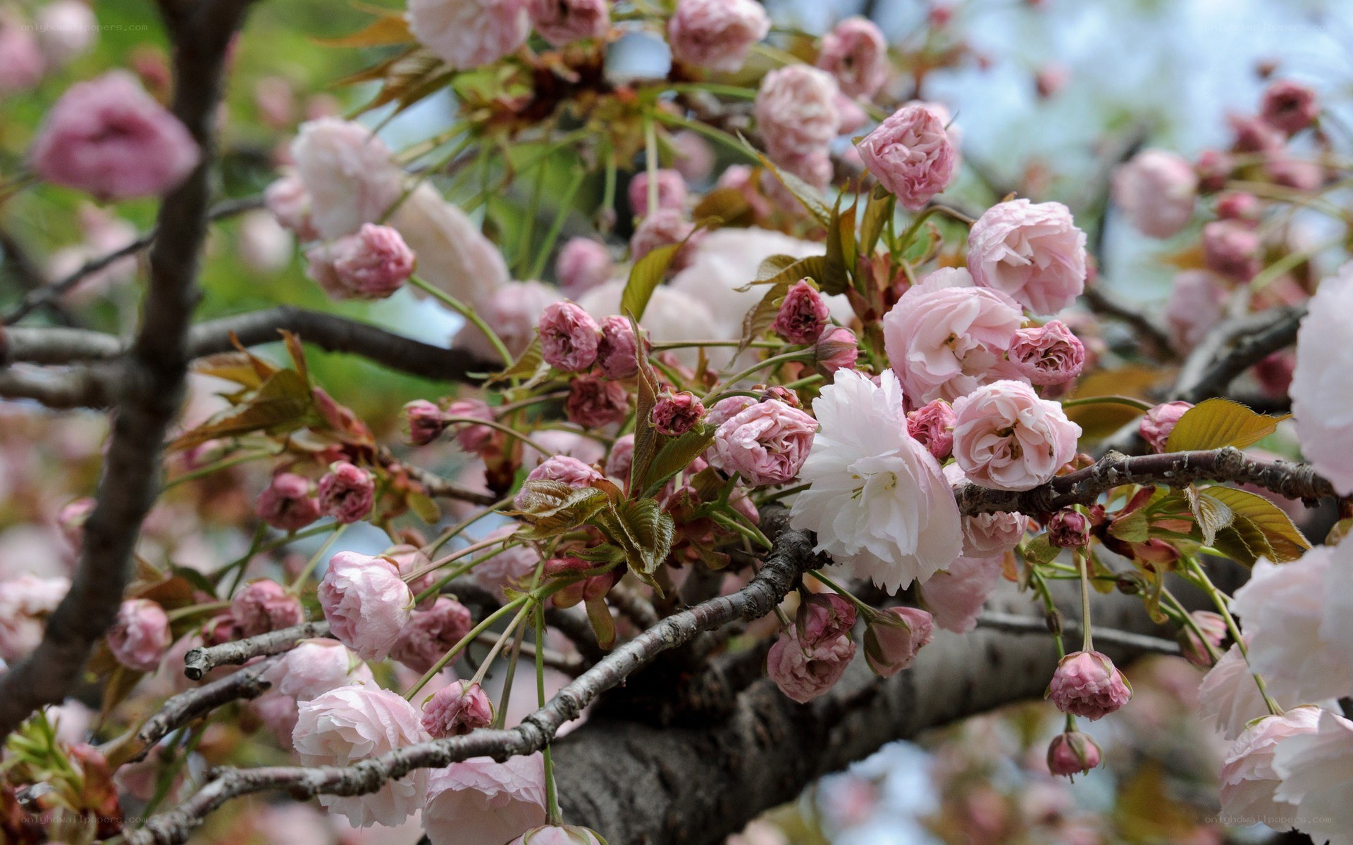Pink cherry blossoms in bloom