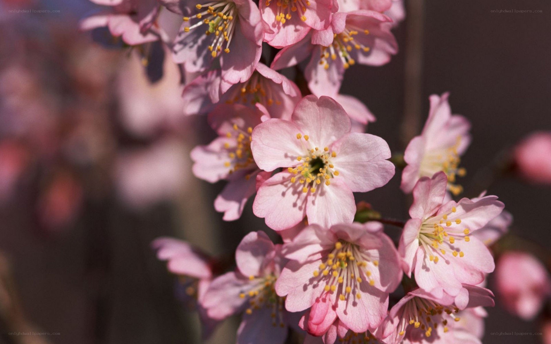 Pink cherry blossoms in bloom