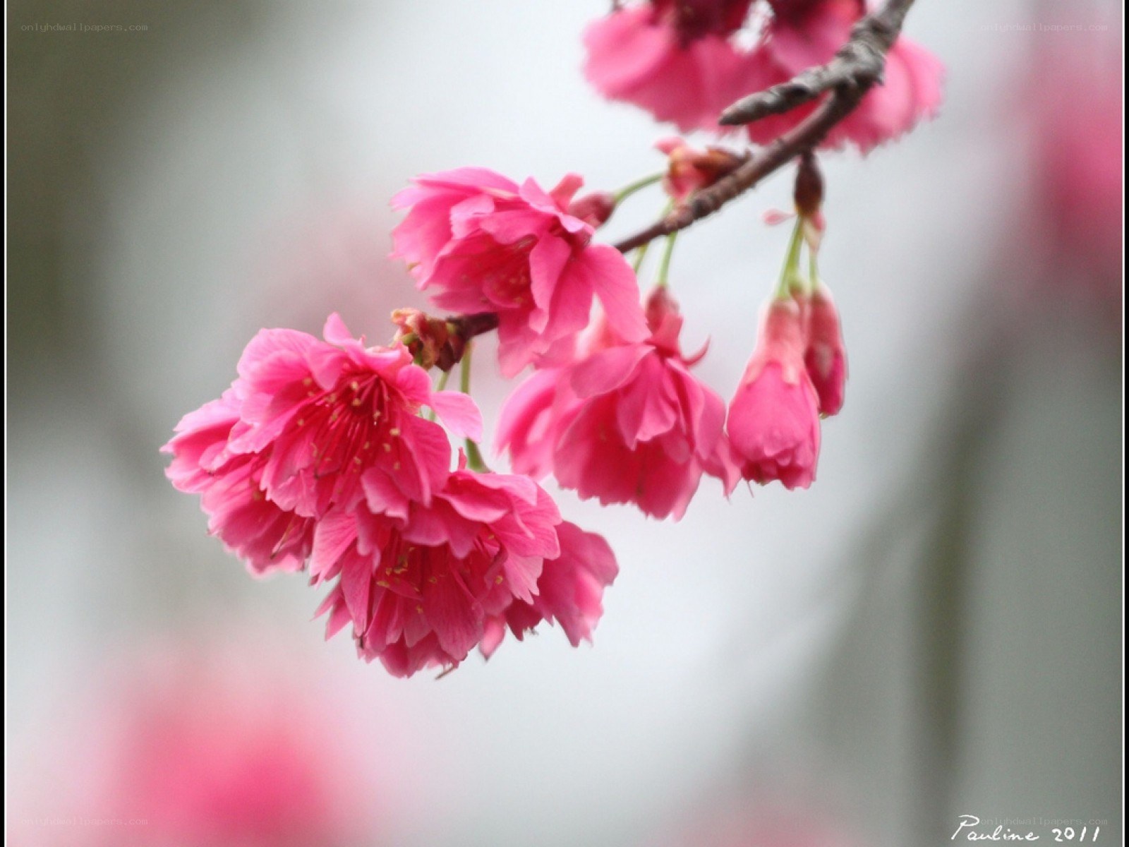 Pink cherry blossoms in bloom