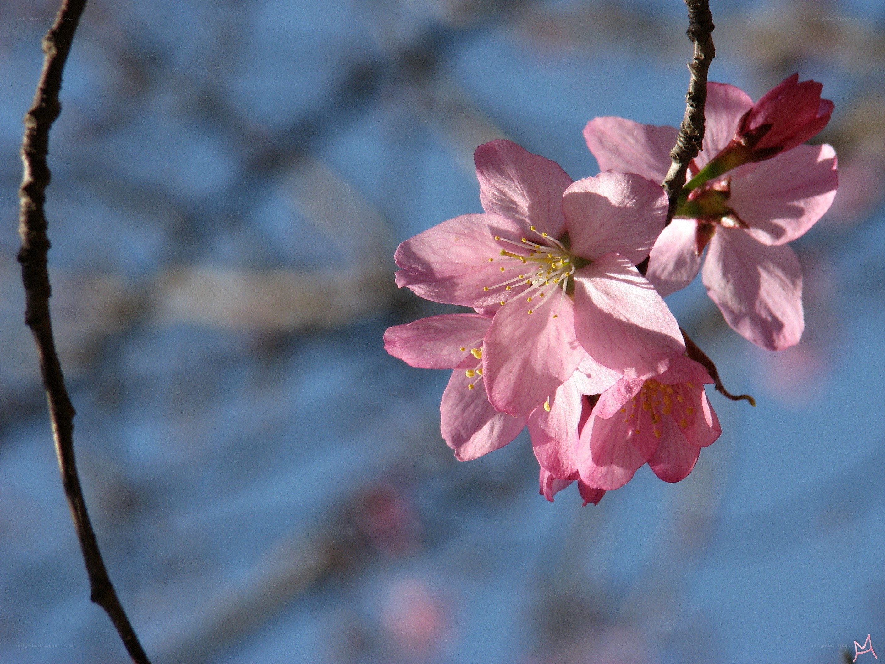 Pink cherry blossoms in bloom