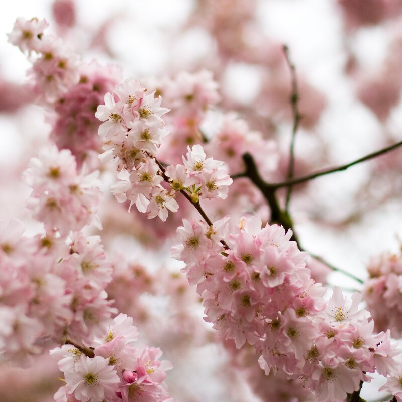 Pink cherry blossoms in bloom