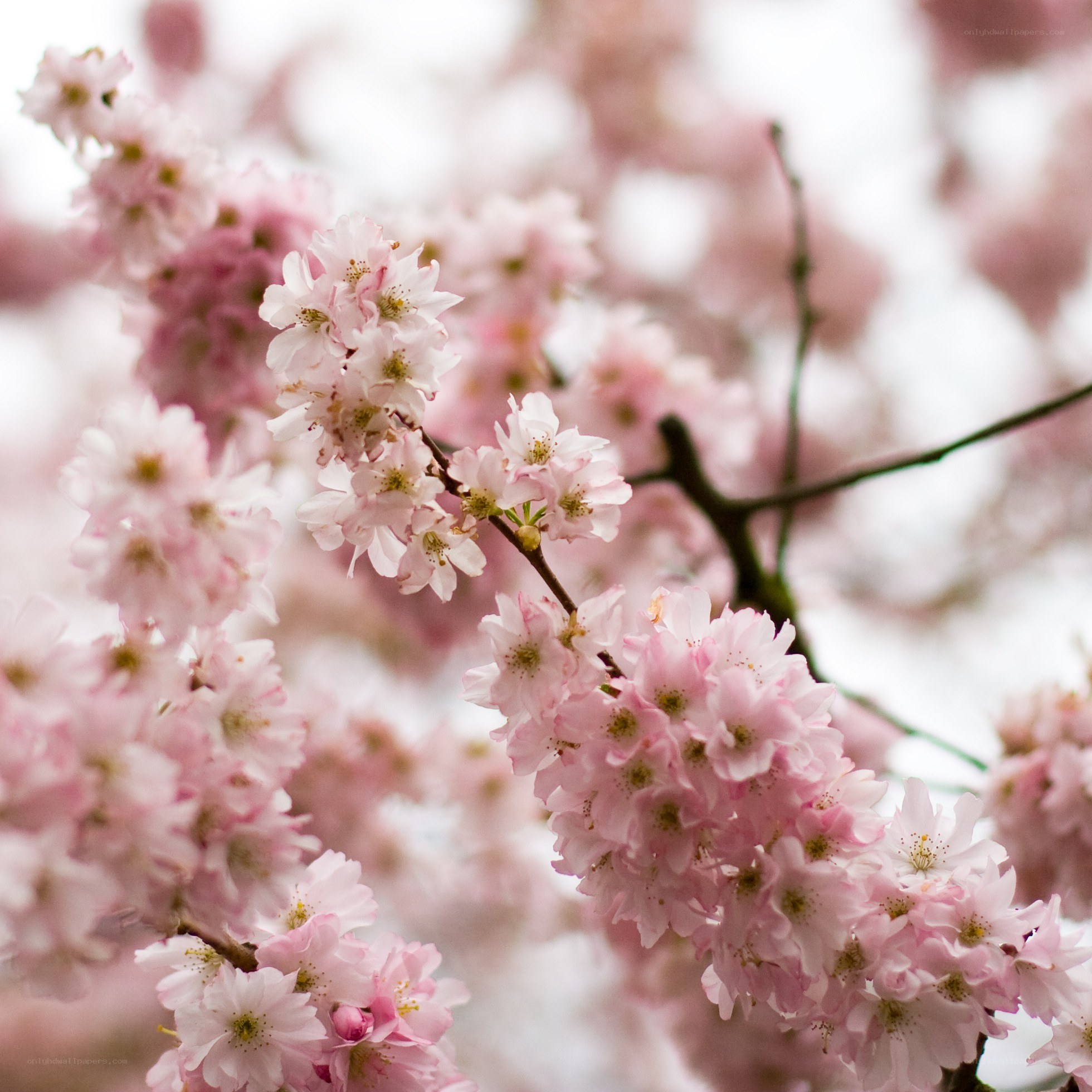 Pink cherry blossoms in bloom