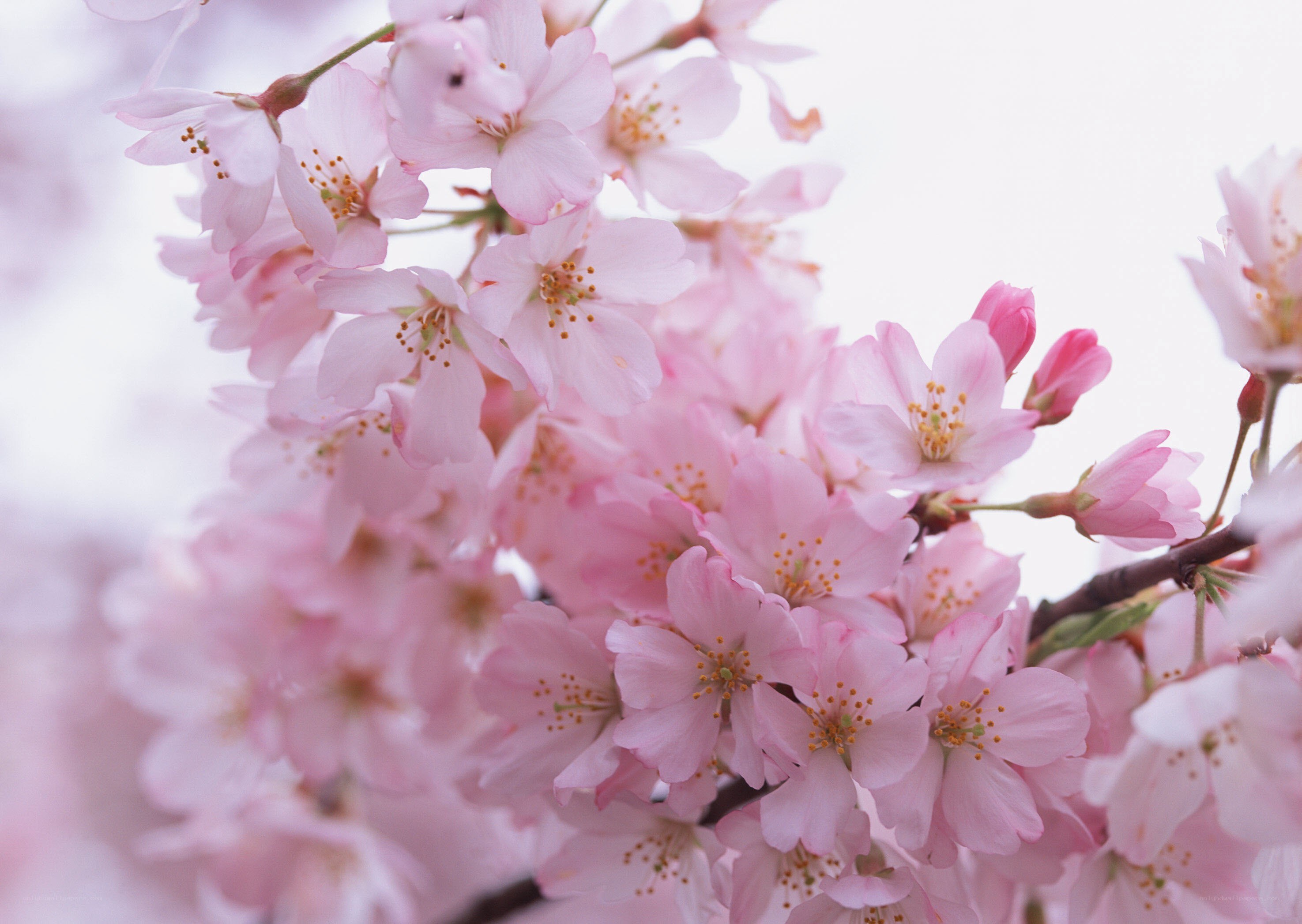 Pink cherry blossoms in bloom