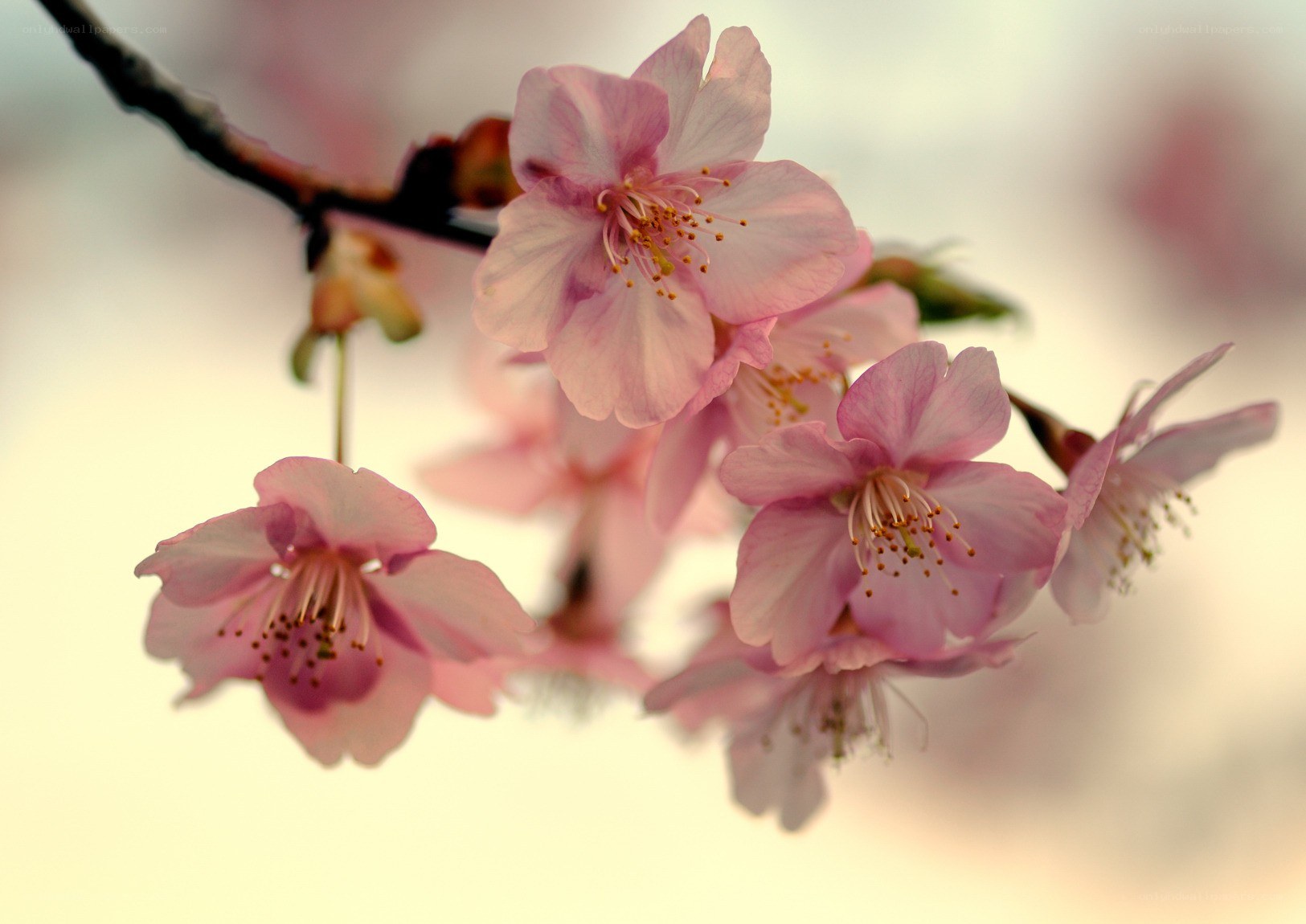 Pink cherry blossoms in bloom
