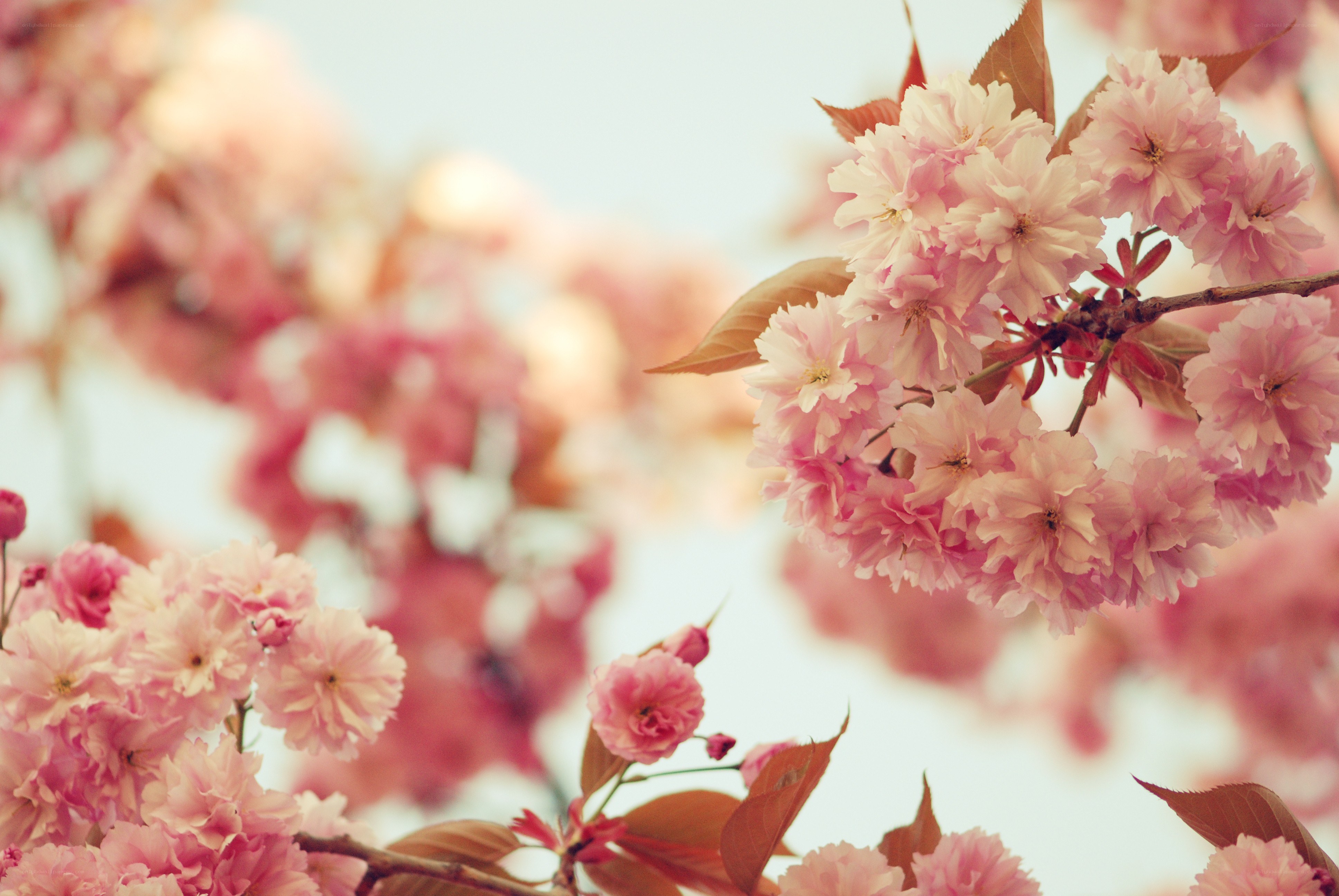 Pink cherry blossoms in bloom