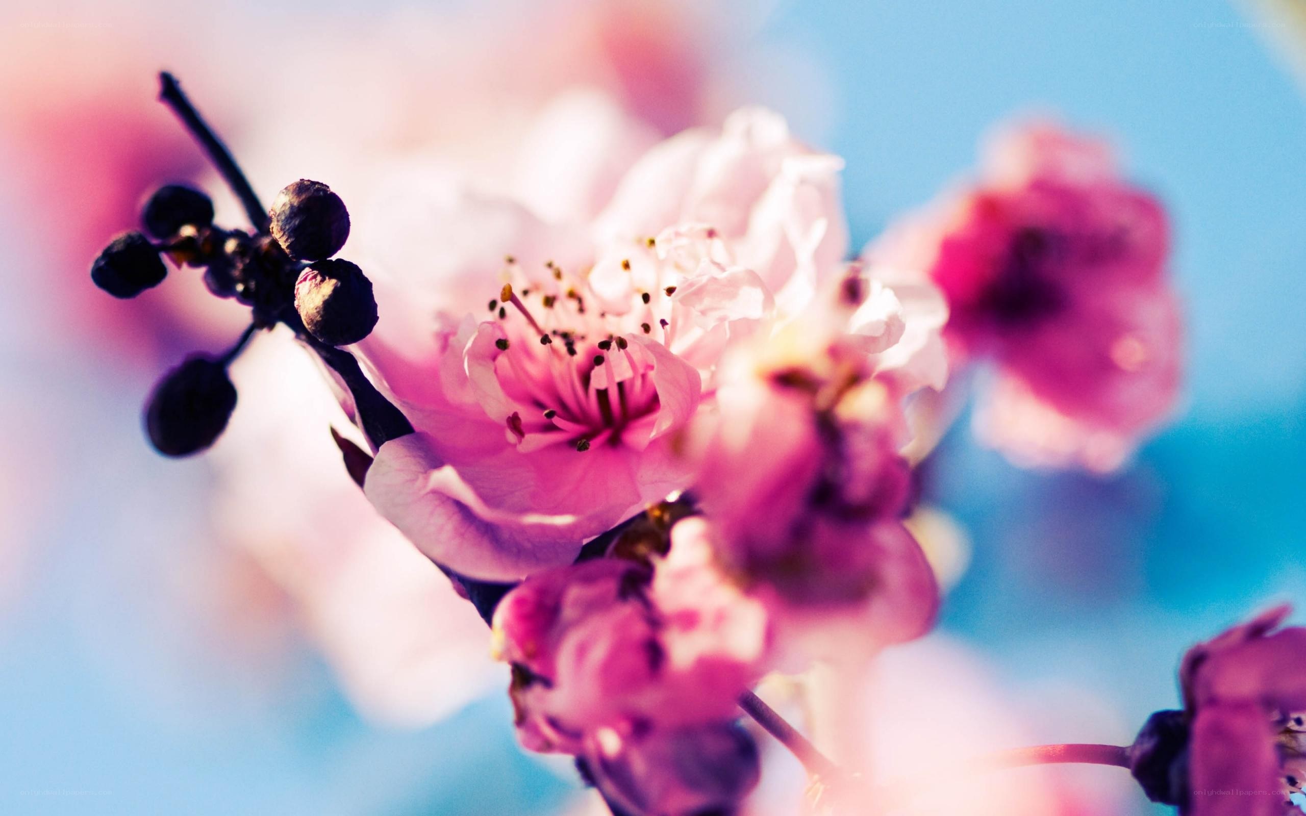 Pink cherry blossoms in bloom