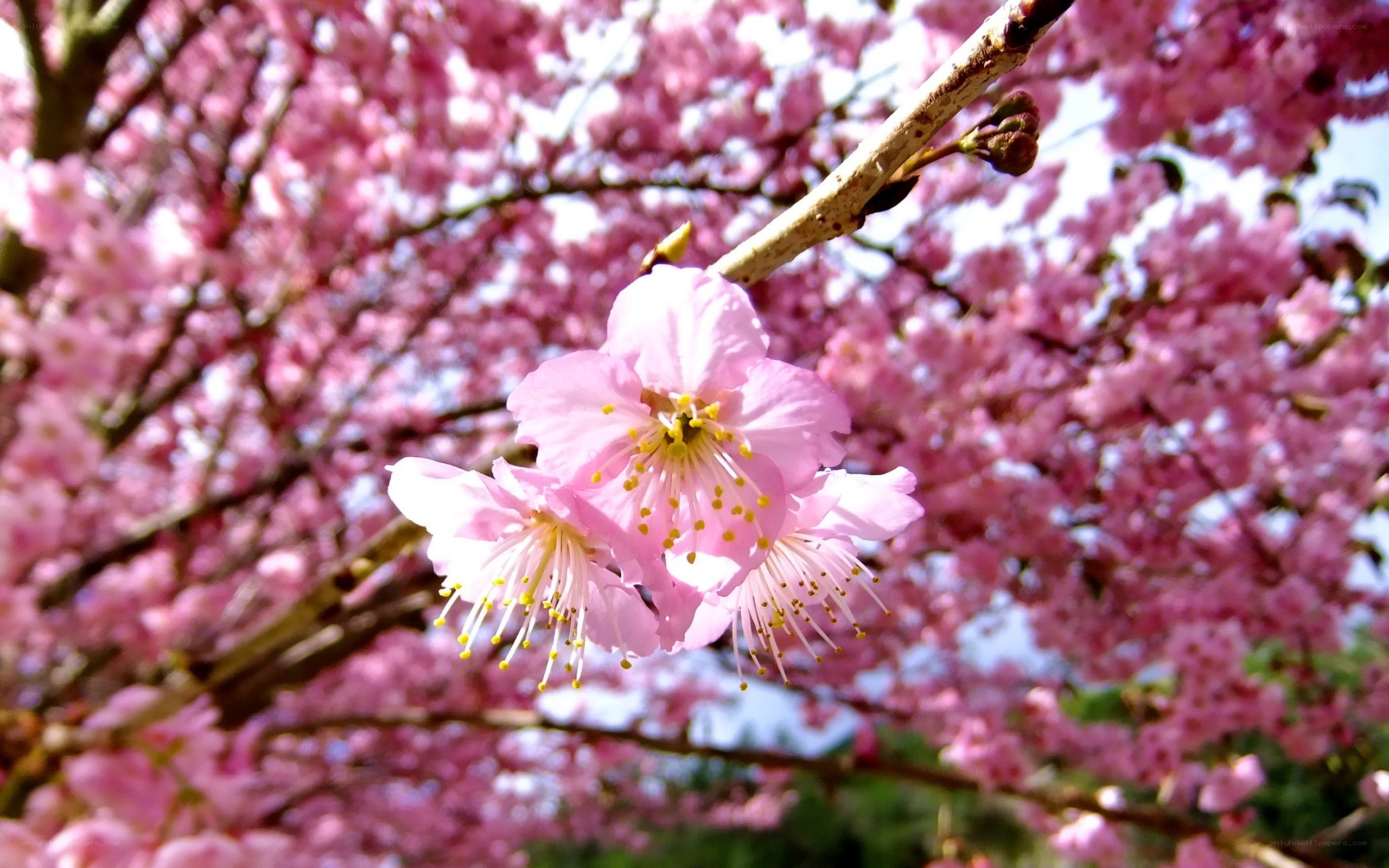 Pink cherry blossoms in bloom