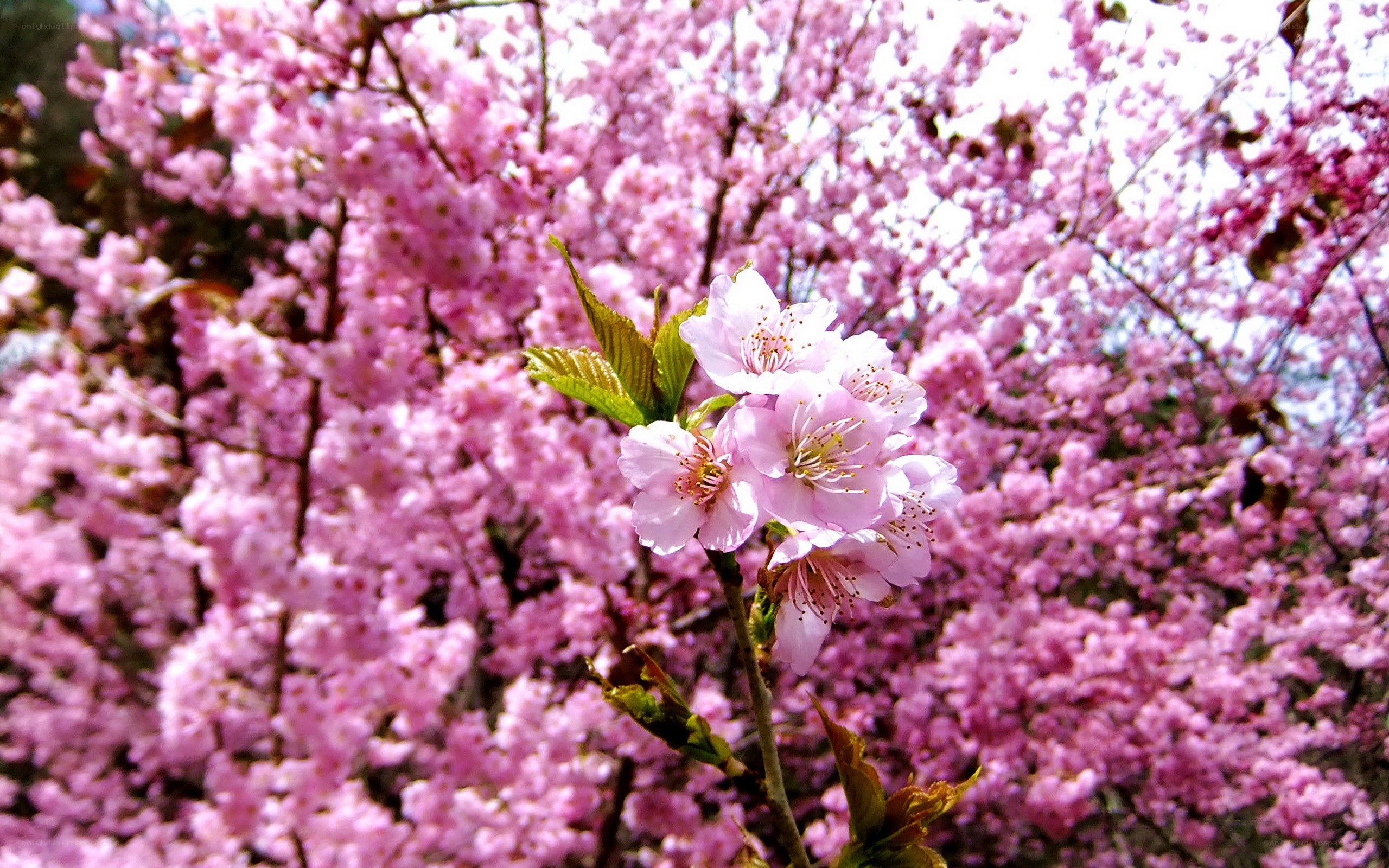 Pink cherry blossoms in bloom