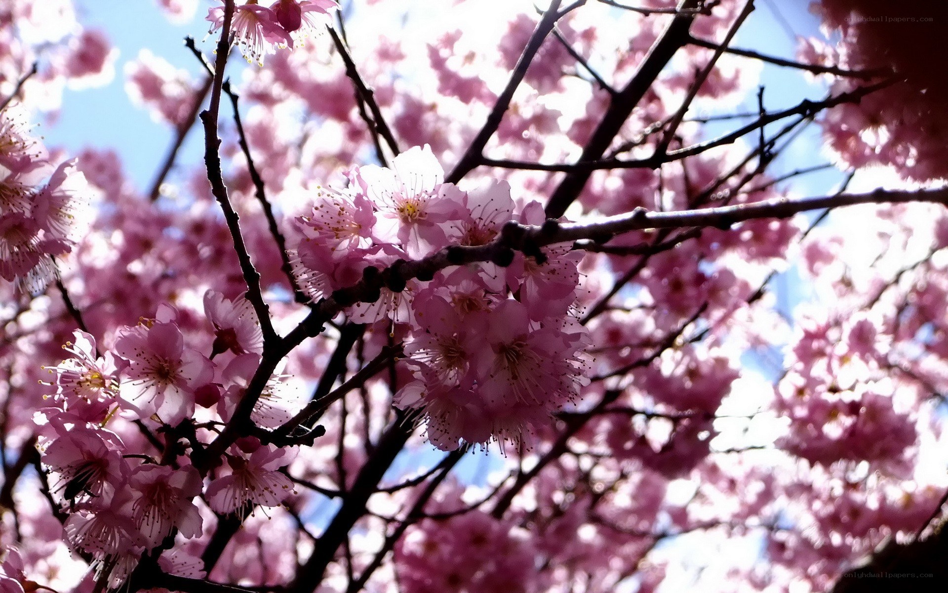 Pink cherry blossoms in bloom