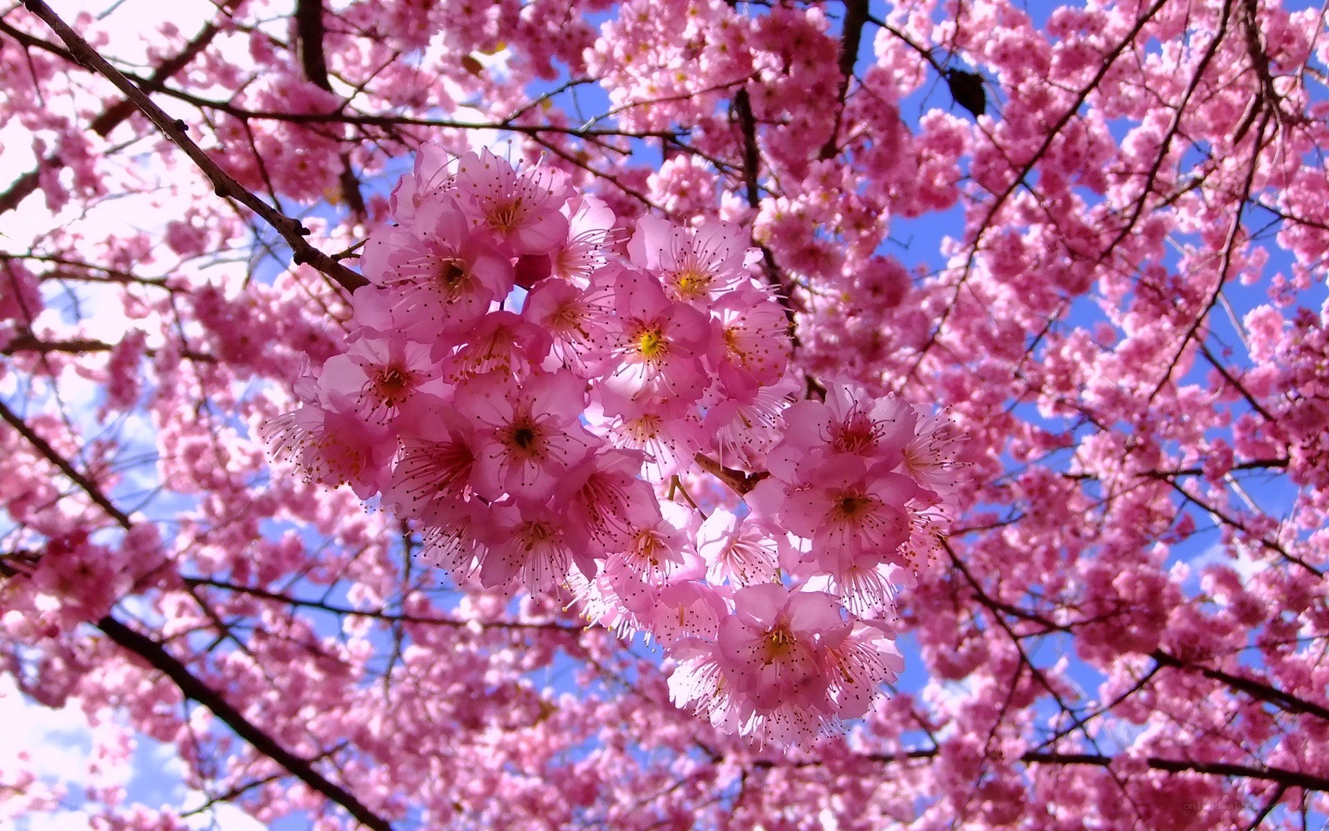 Pink cherry blossoms in bloom