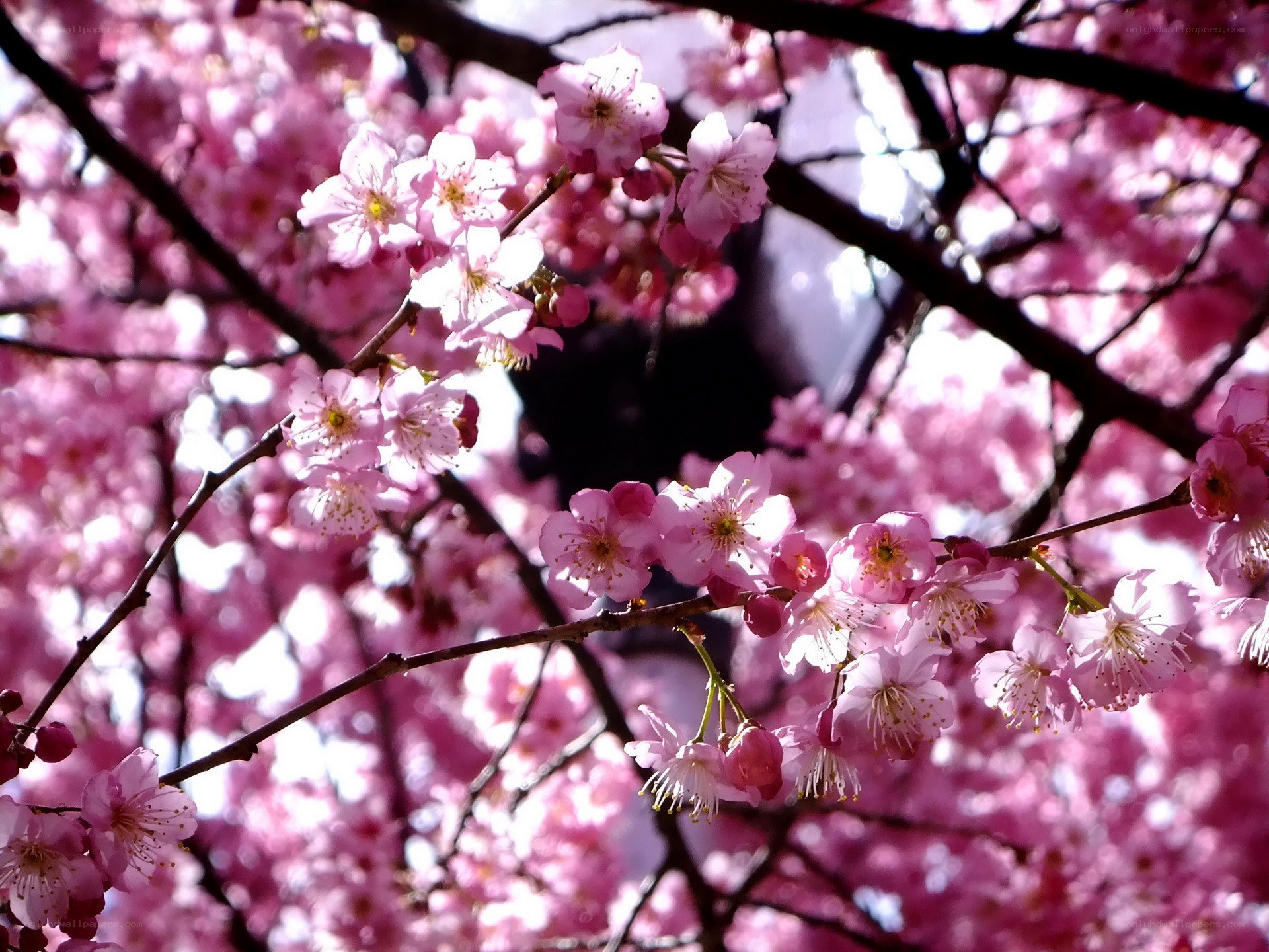 Pink cherry blossoms in bloom