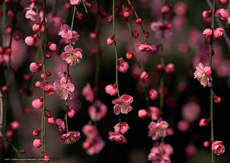 Pink cherry blossoms in bloom