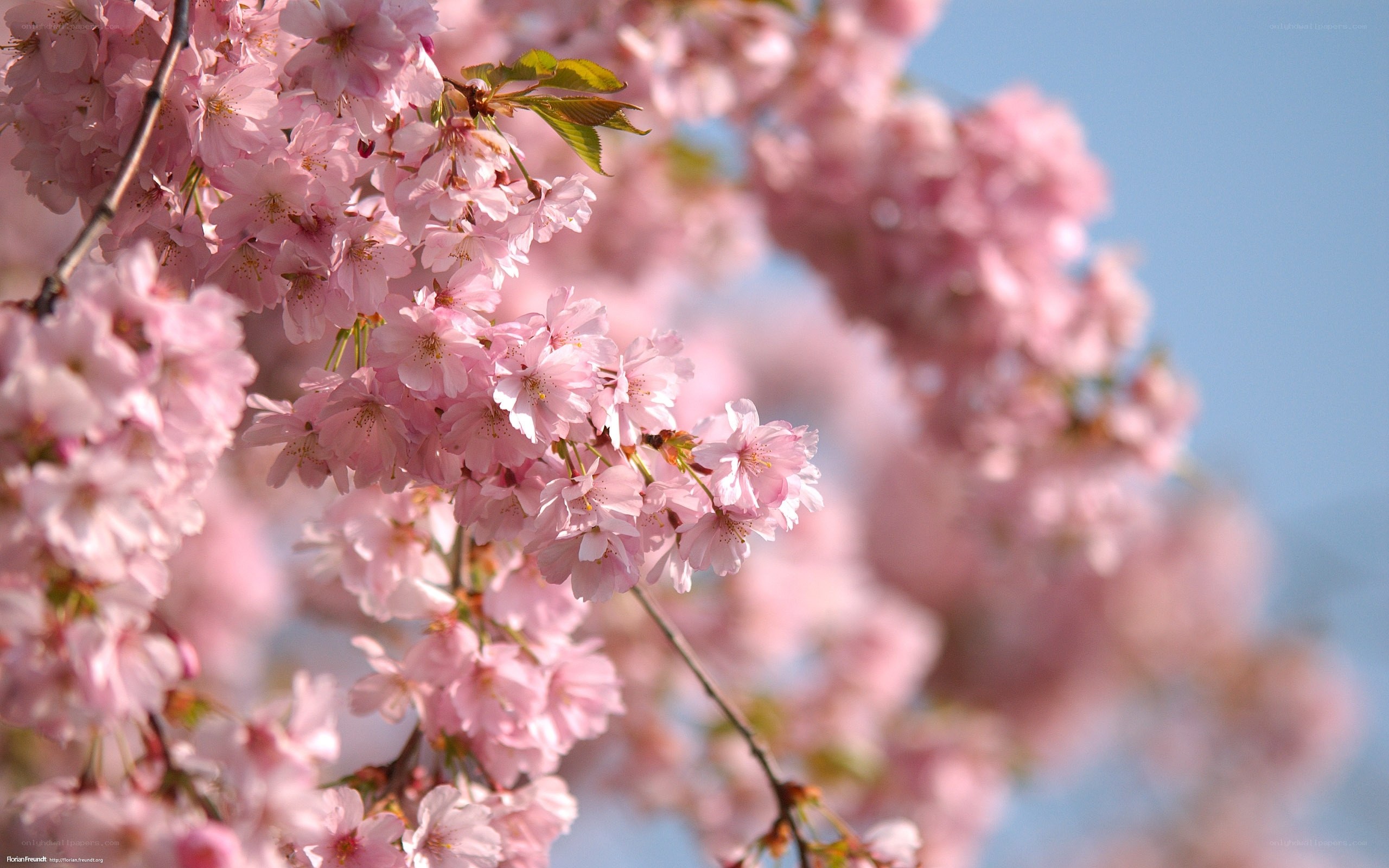 Pink cherry blossoms in bloom