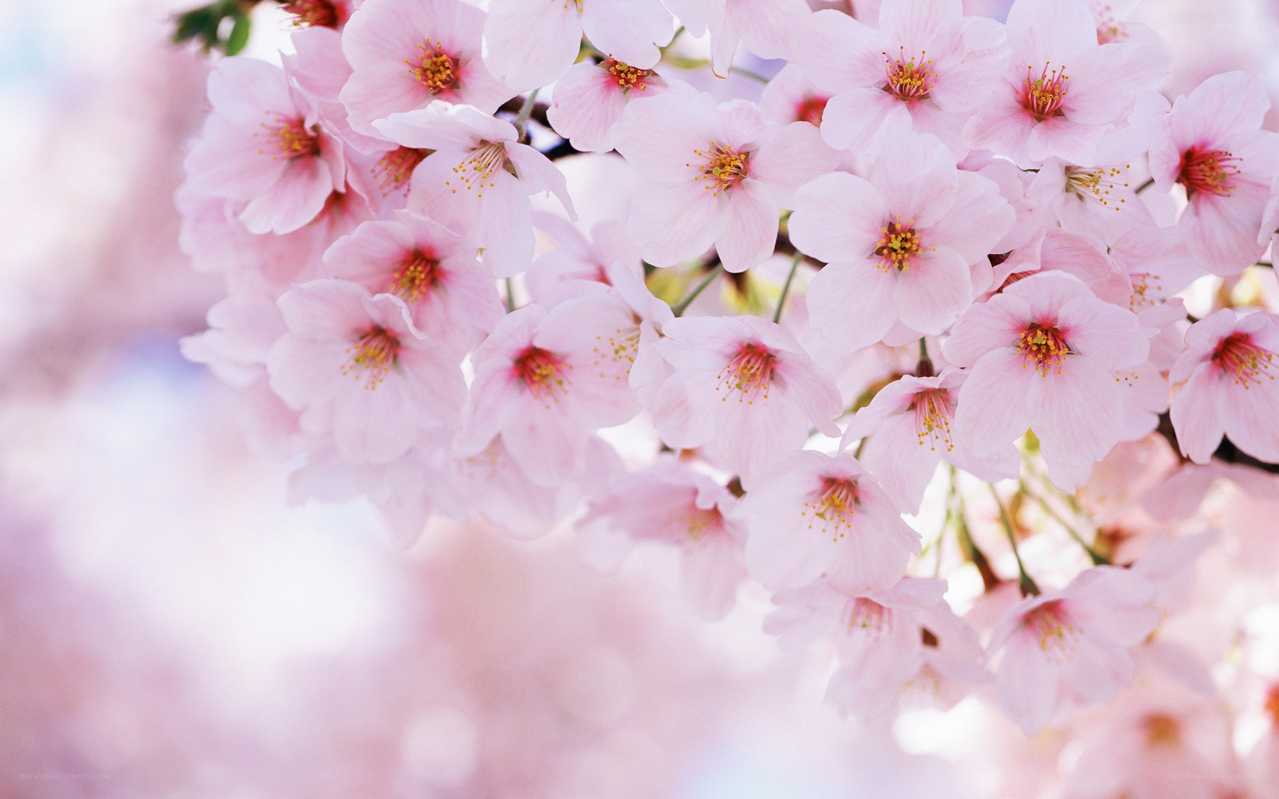 Pink cherry blossoms in bloom