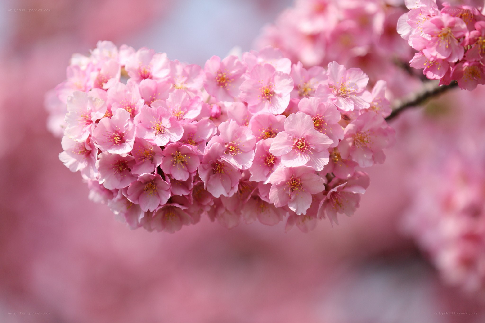Pink cherry blossoms in bloom
