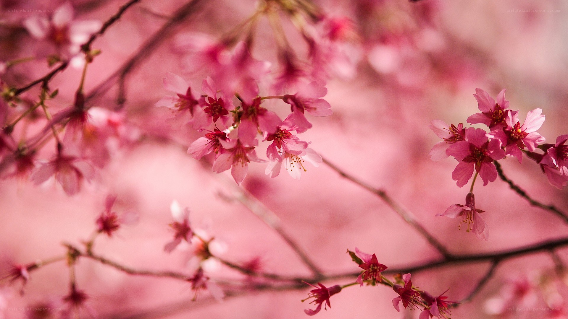 Pink cherry blossoms in bloom