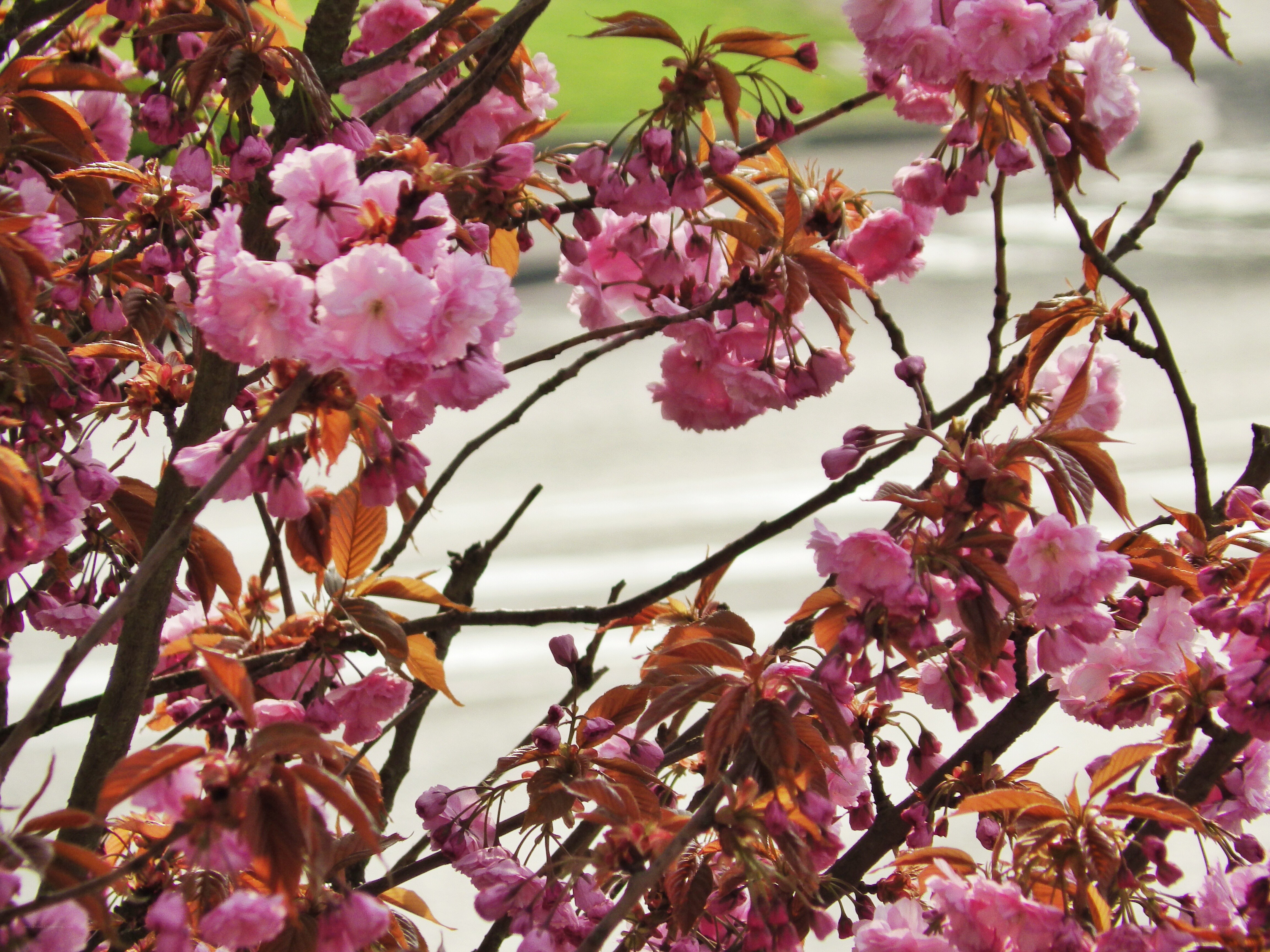 Pink cherry blossoms in bloom