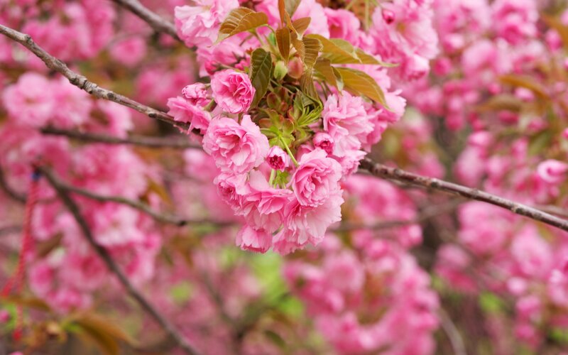 Pink cherry blossoms in bloom