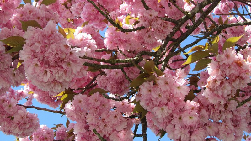 Pink cherry blossoms in bloom