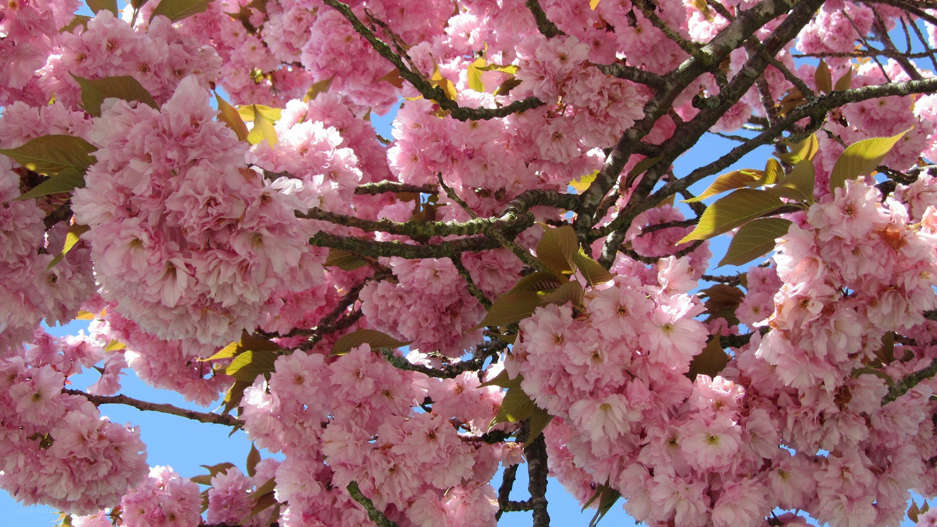 Pink cherry blossoms in bloom