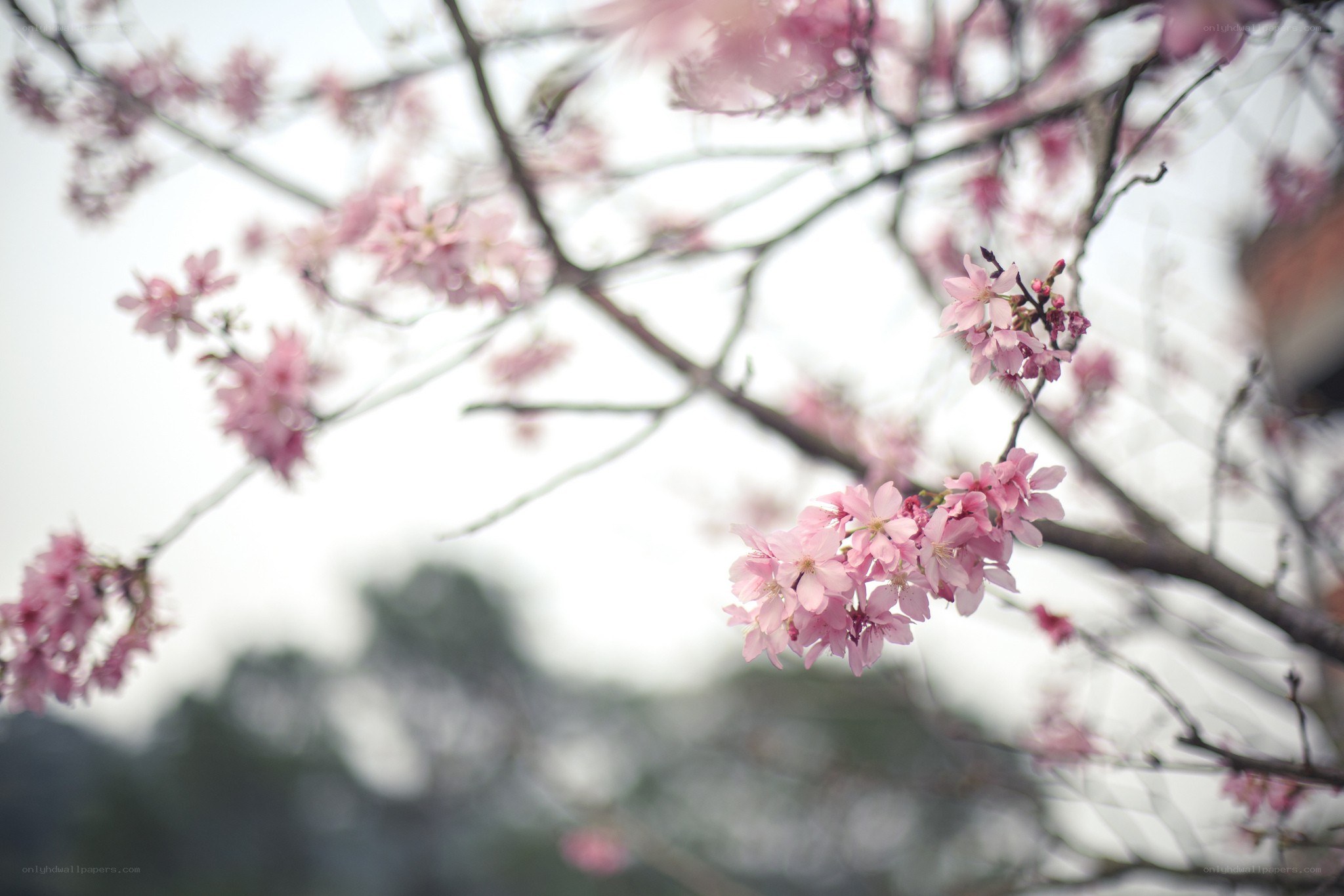 Pink cherry blossoms in bloom