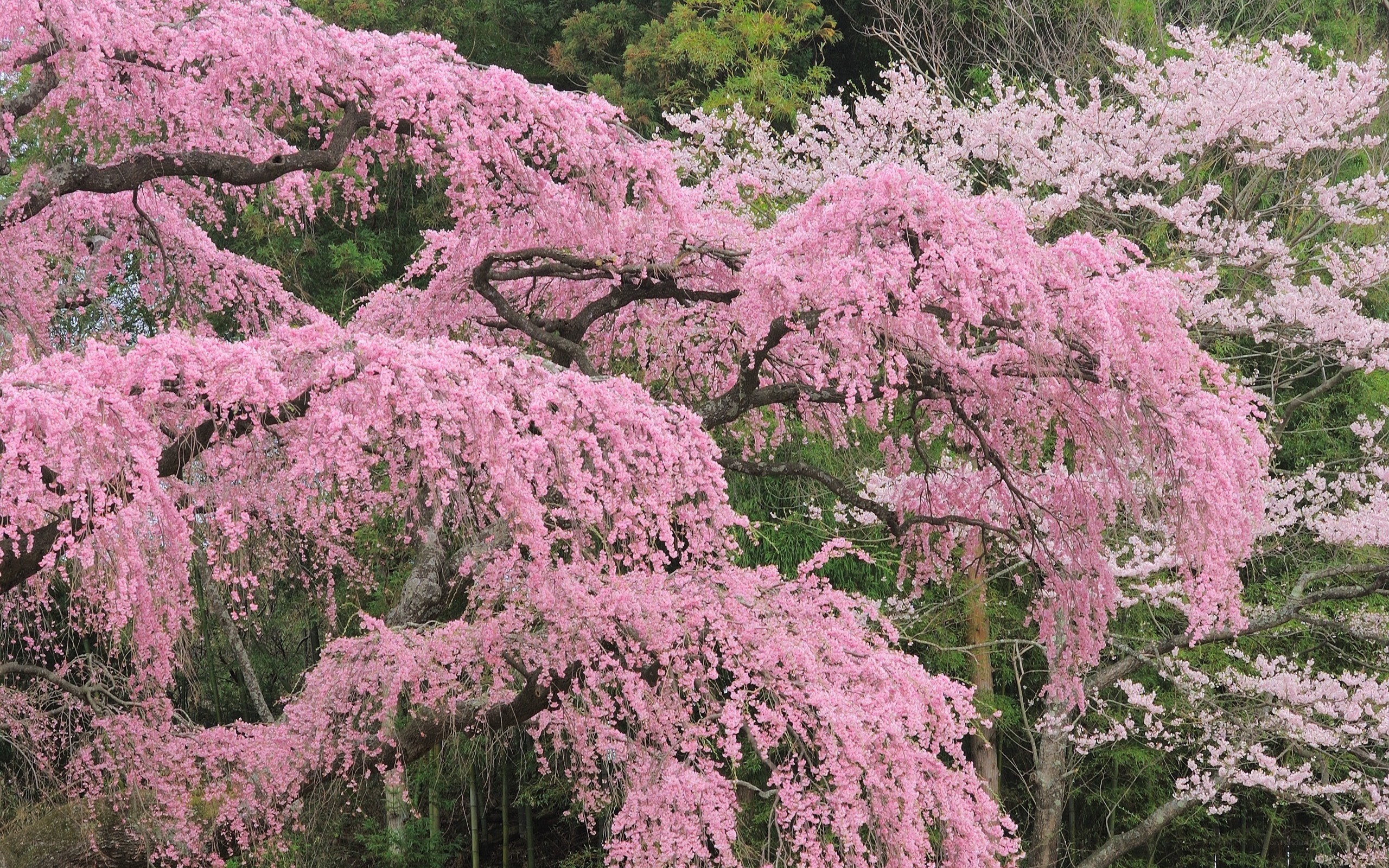 Pink cherry blossoms in bloom