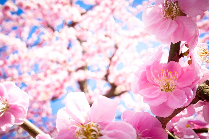 Pink cherry blossoms in bloom