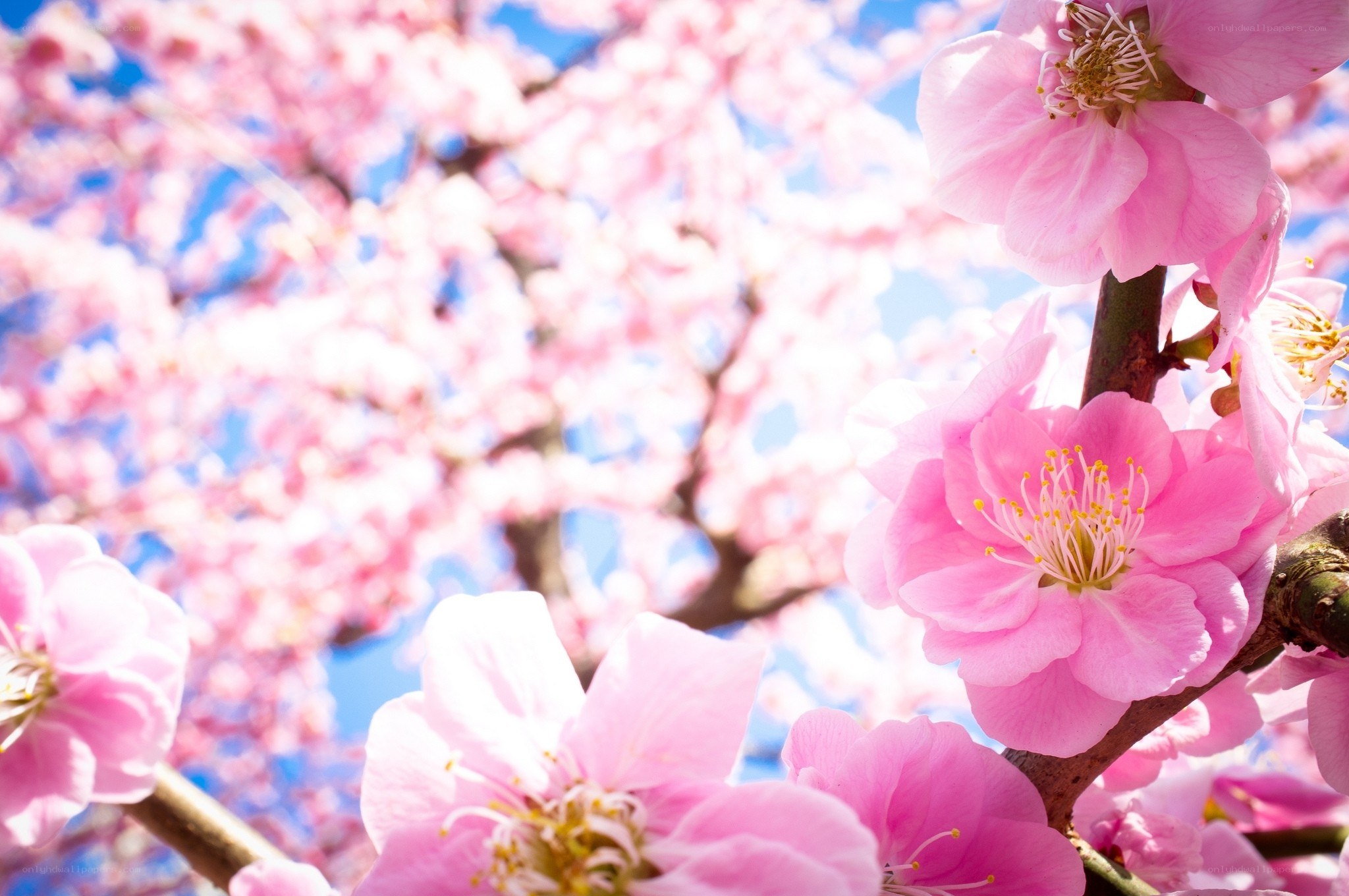 Pink cherry blossoms in bloom