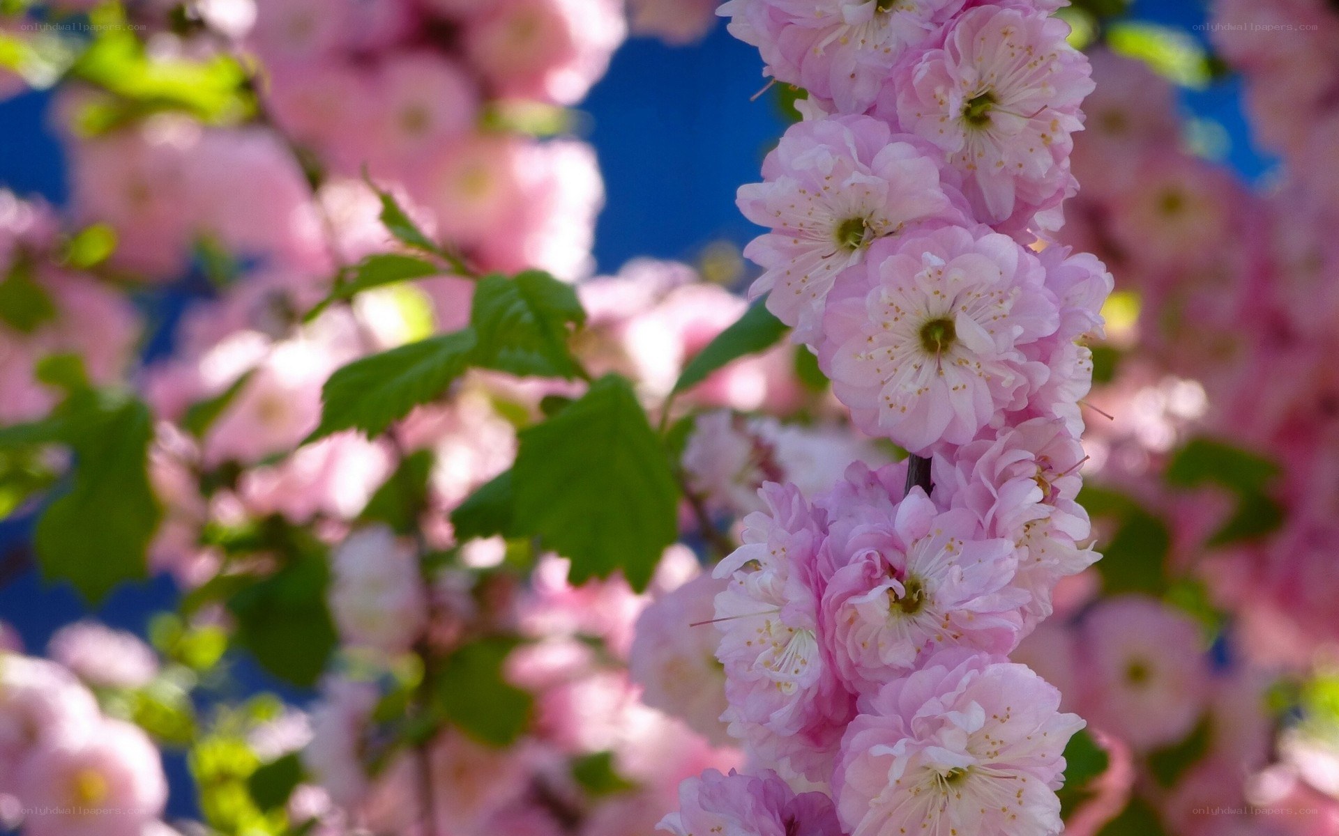 Pink cherry blossoms in bloom