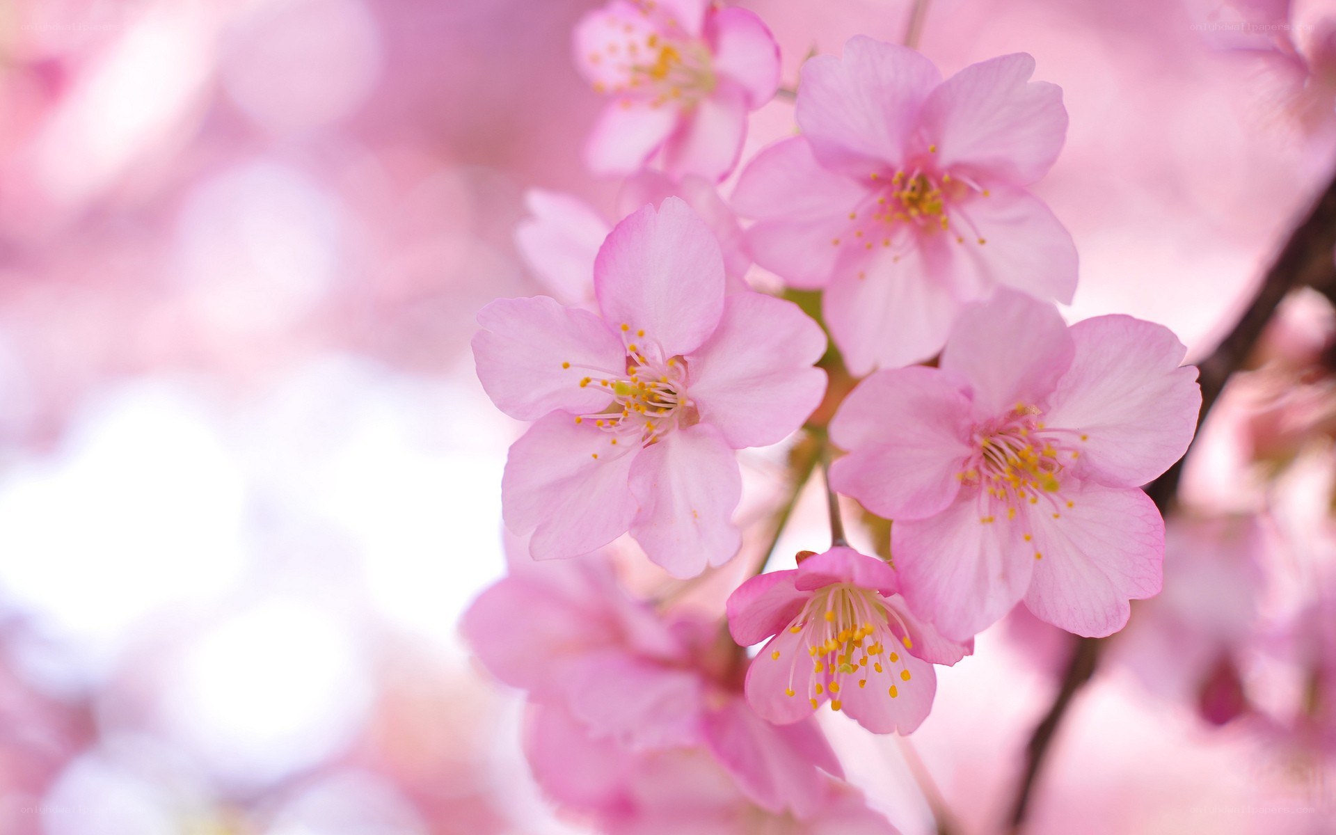 Pink cherry blossoms in bloom