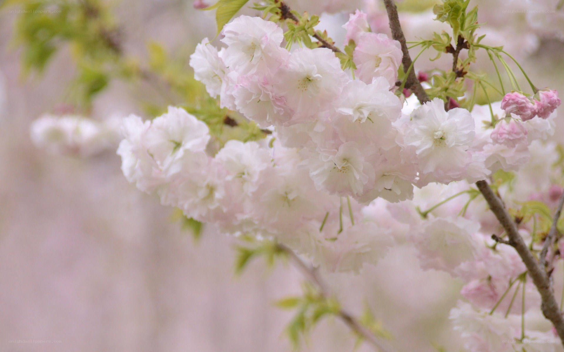 Pink cherry blossoms in bloom