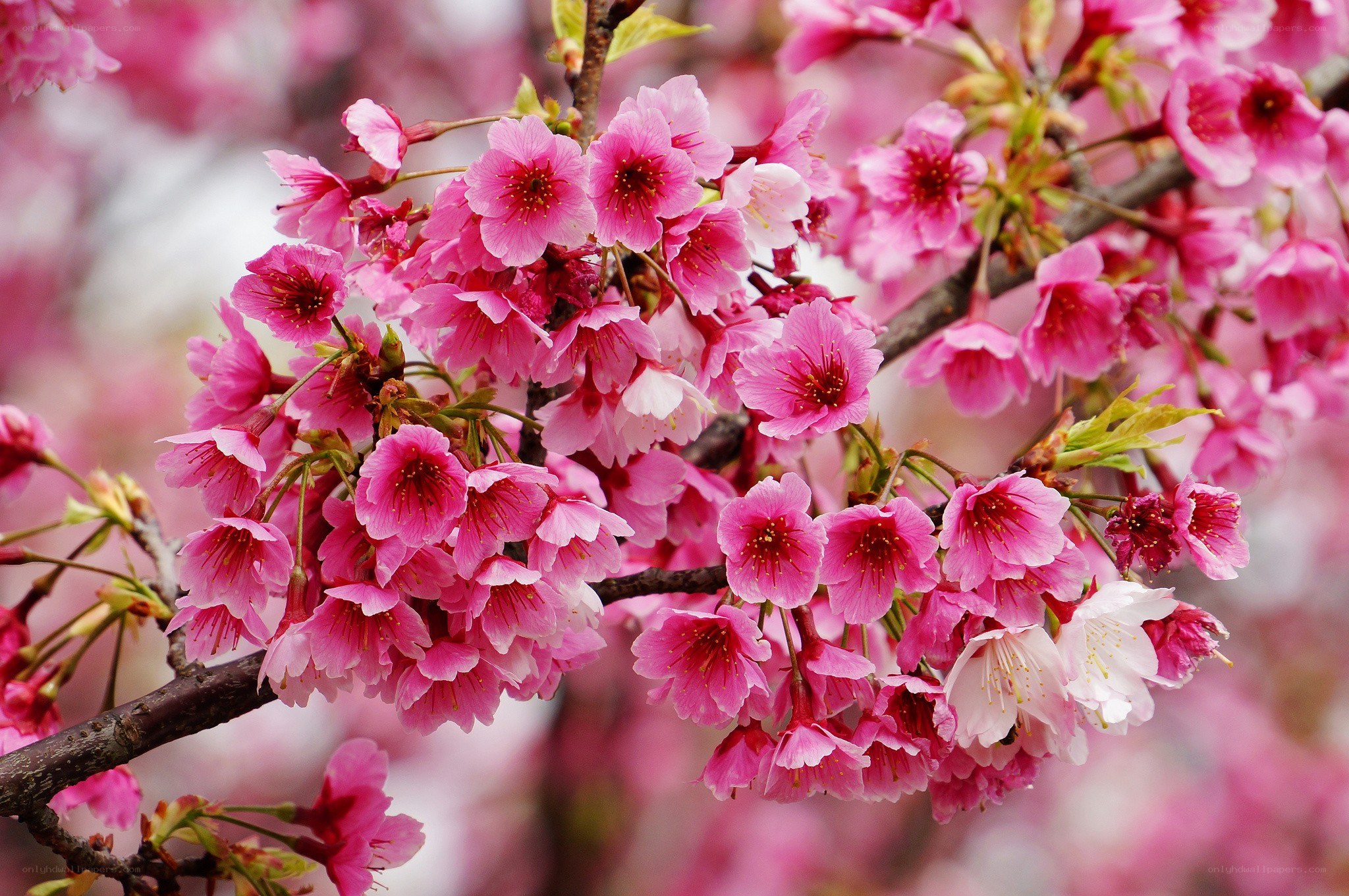 Pink cherry blossoms in bloom