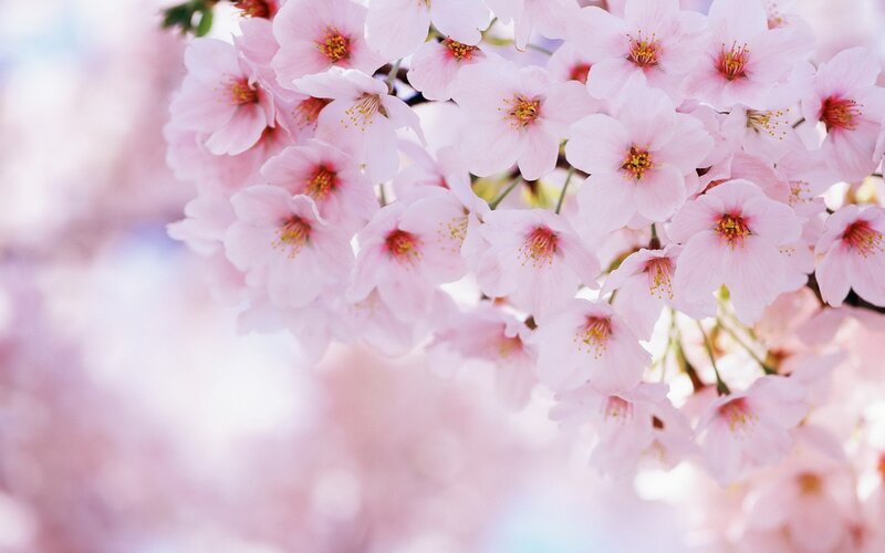 pink cherry blossoms in bloom