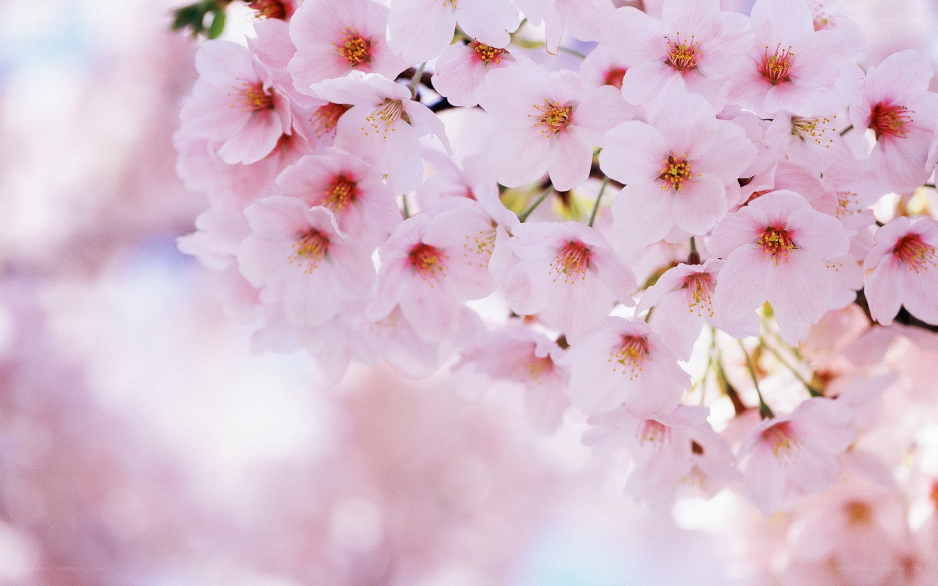 pink cherry blossoms in bloom