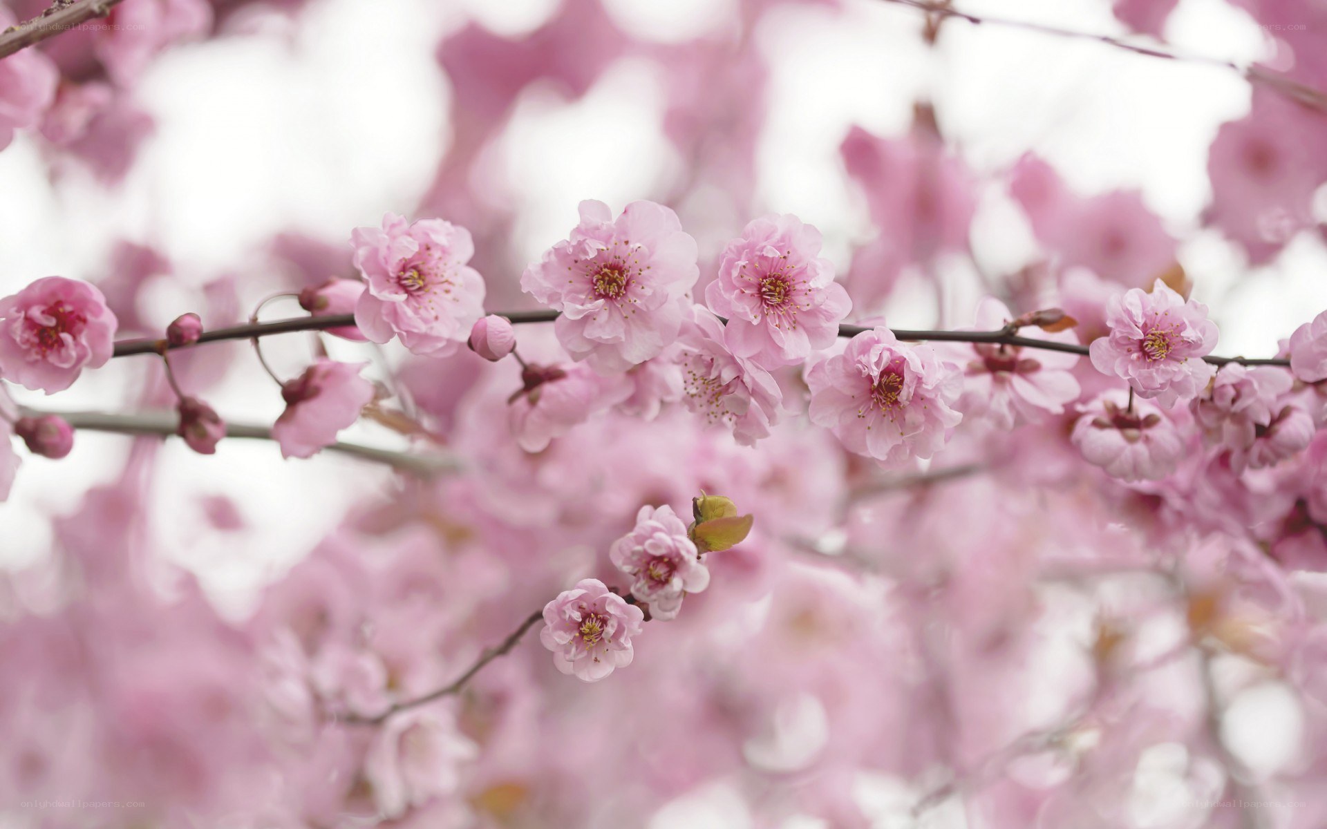 Pink cherry blossoms in bloom