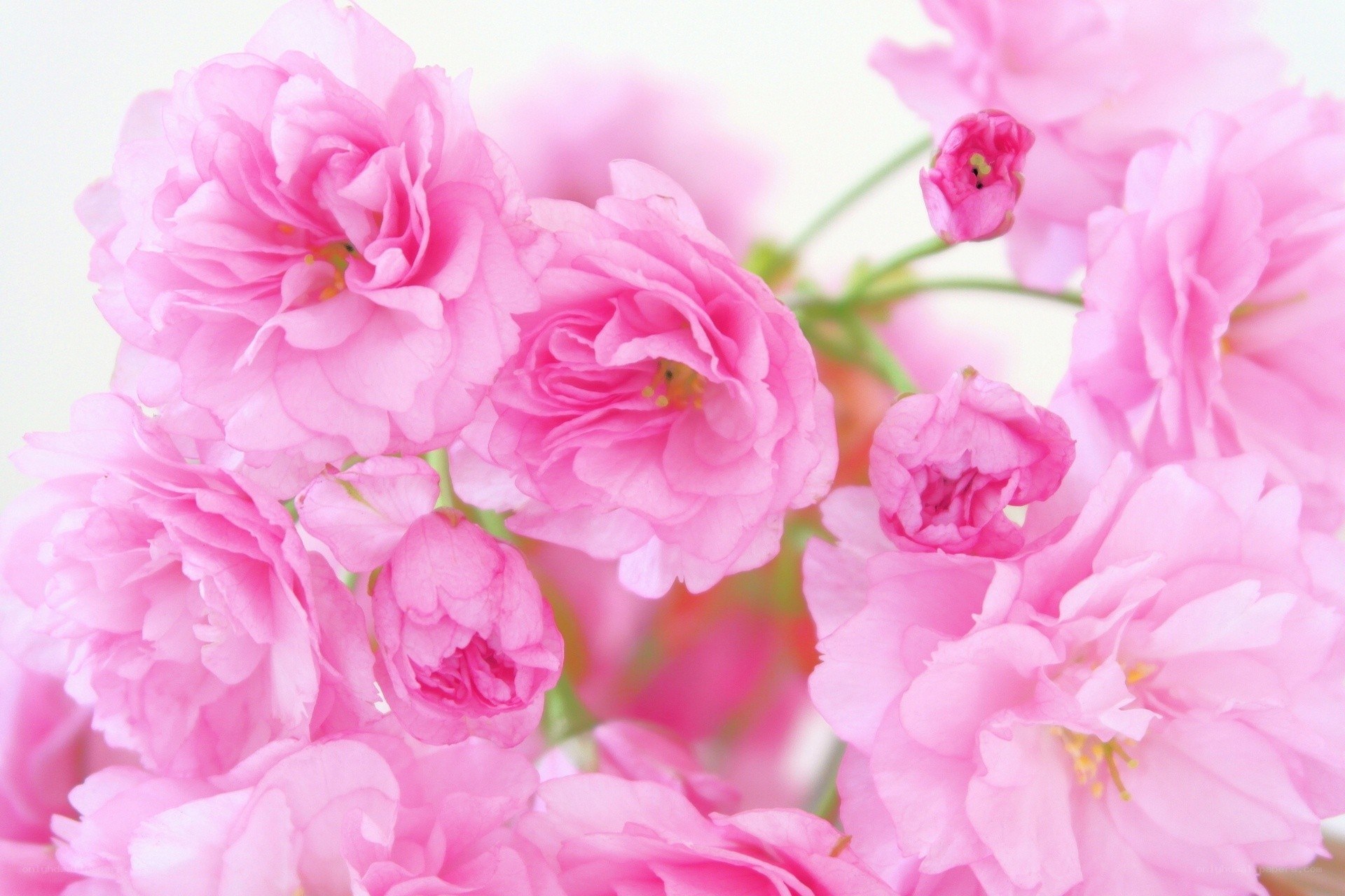 Pink cherry blossoms in bloom