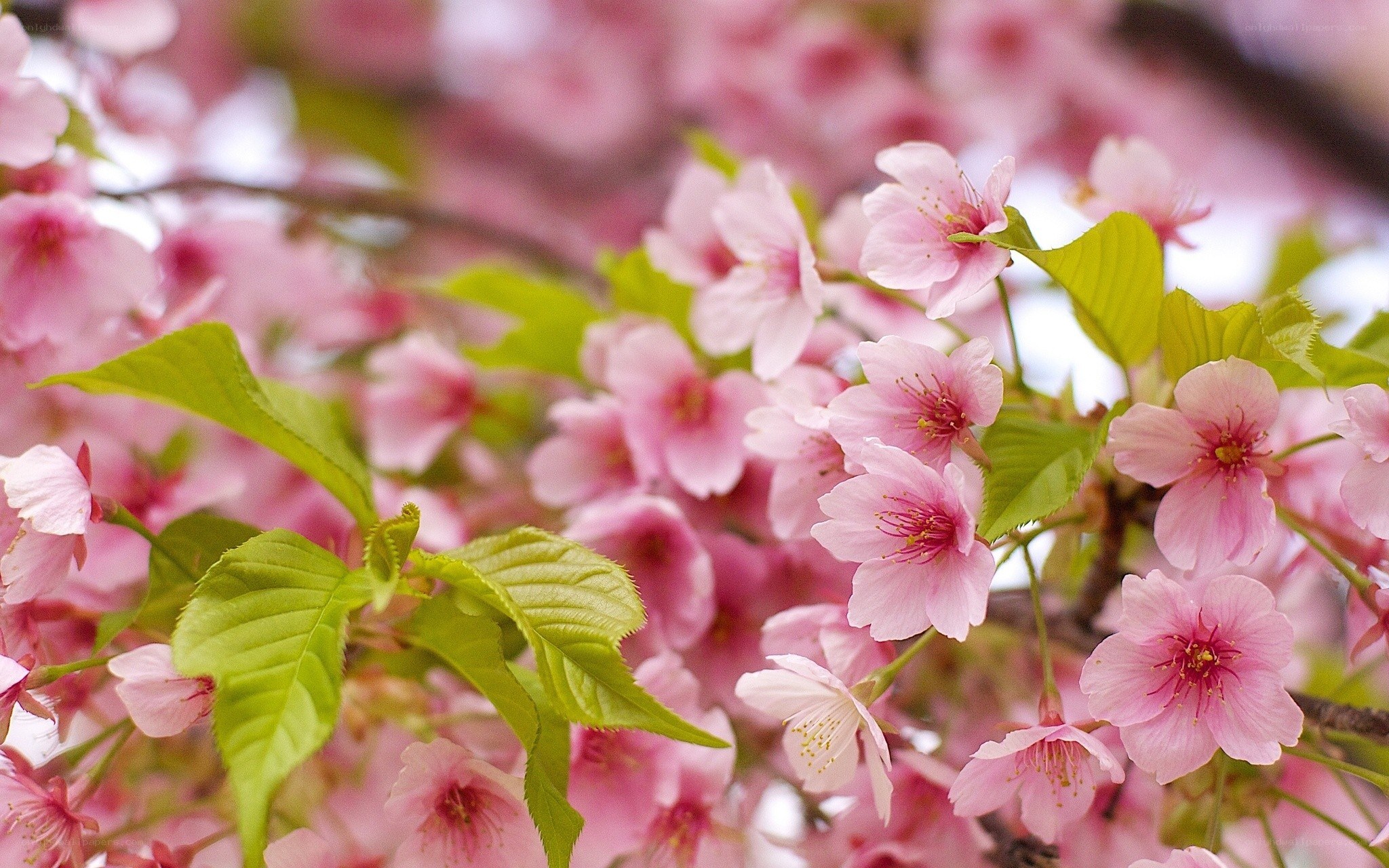 Pink cherry blossoms in bloom