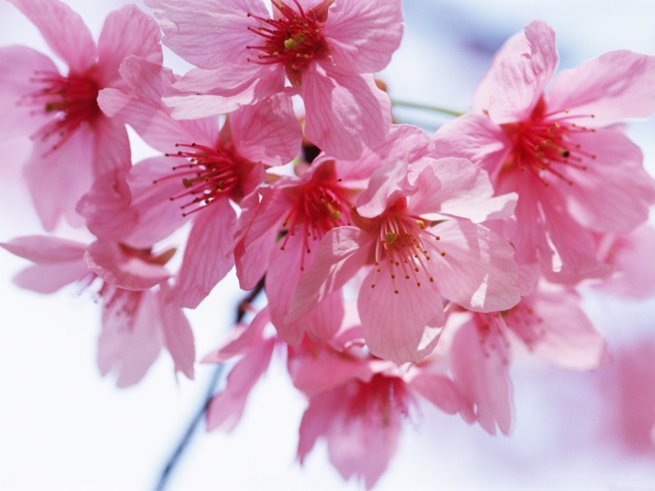 Pink cherry blossoms in bloom