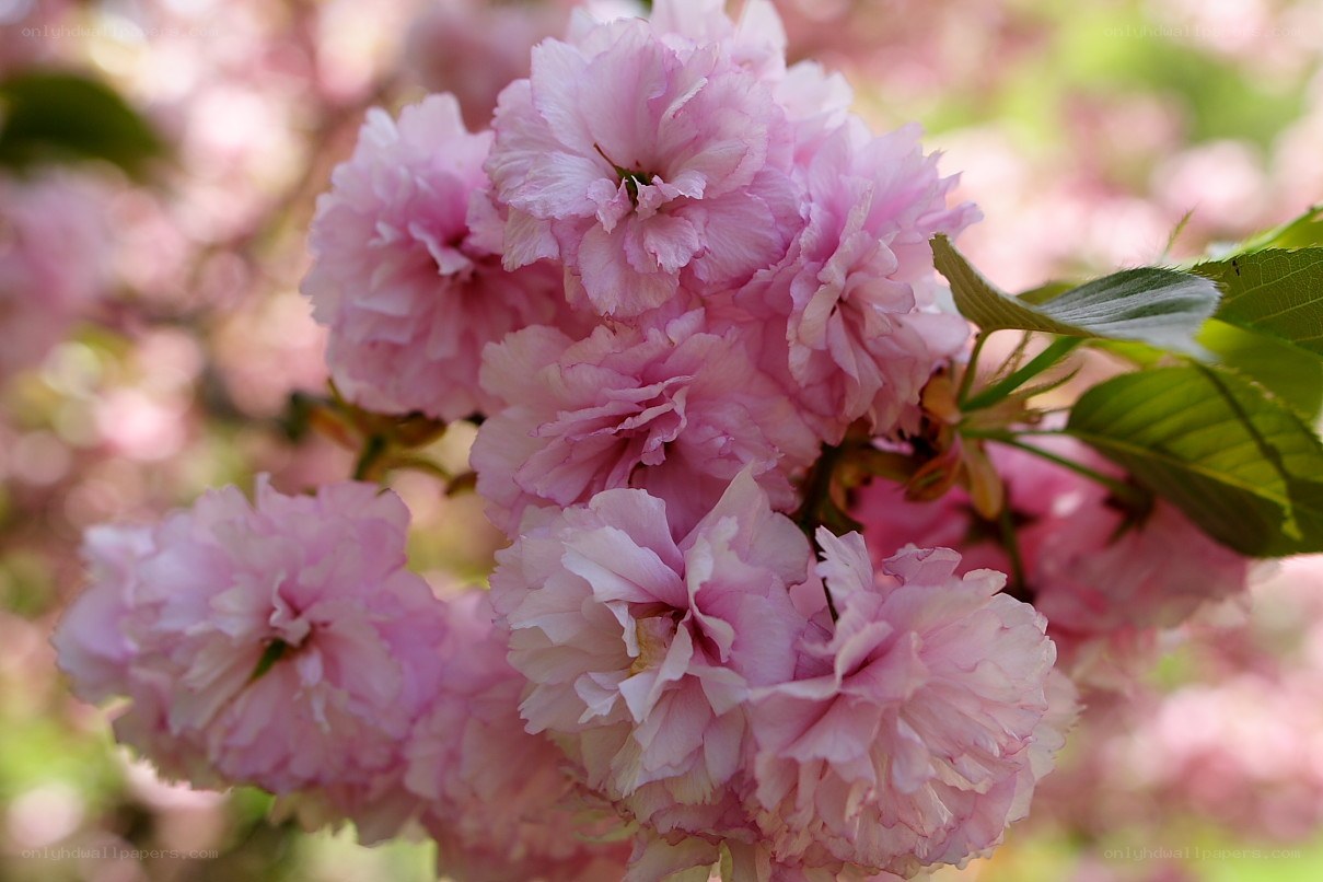 Pink cherry blossoms in bloom