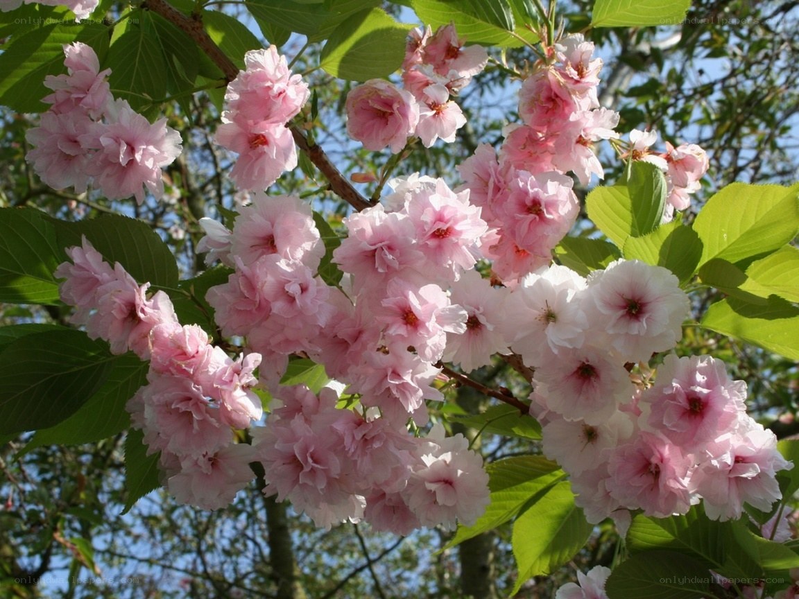 Pink cherry blossoms in bloom